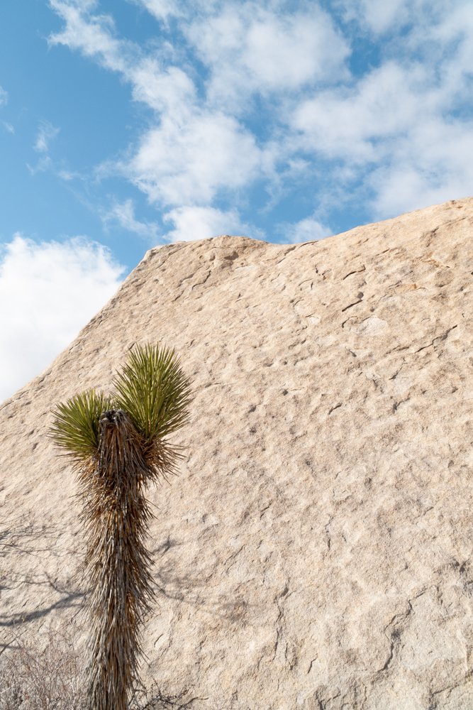 Lone Dreamer of the Desert, Joshua Tree, California