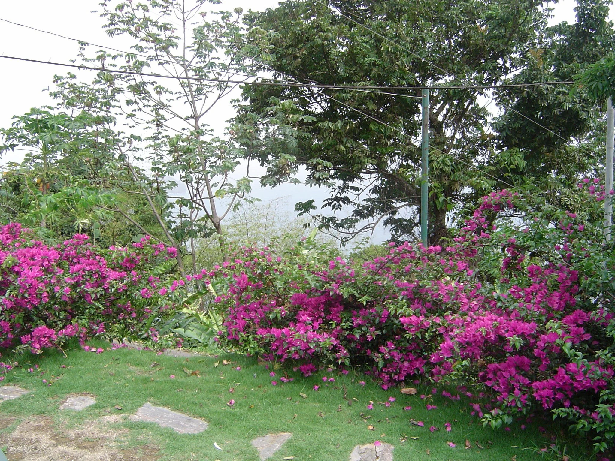 Begoniville on Mountain.JPG