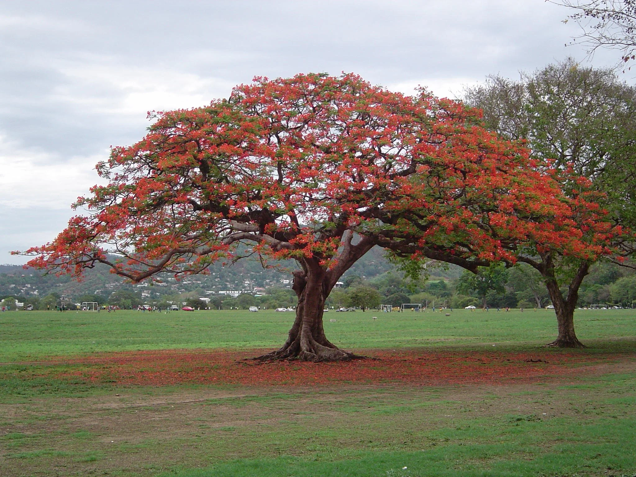 Blooming Tree1.JPG