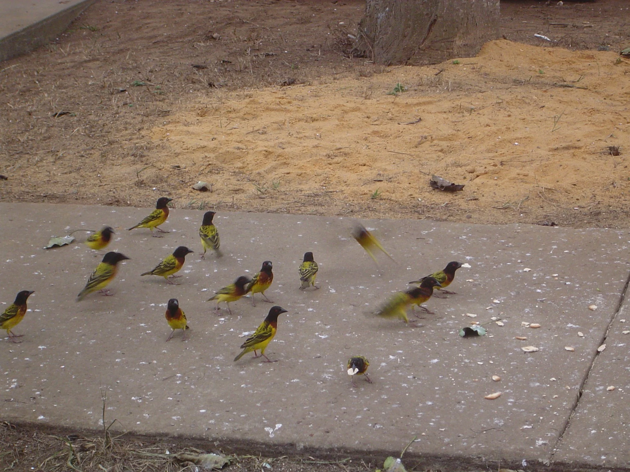 Birds Malongo Base.JPG