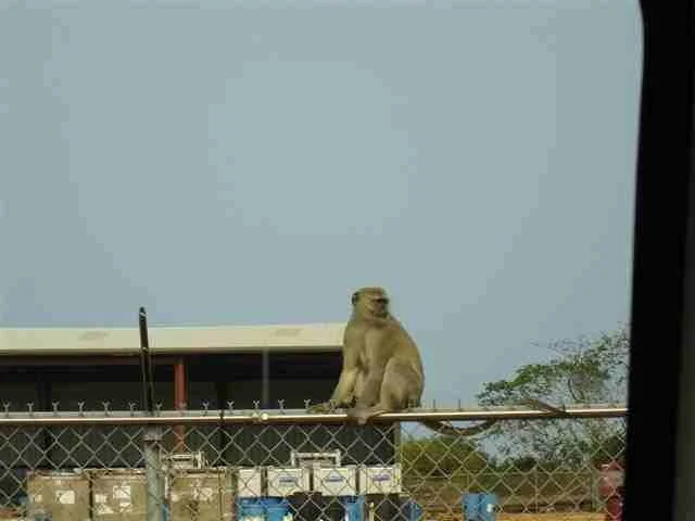Monkey Malongo Base Fence.JPG