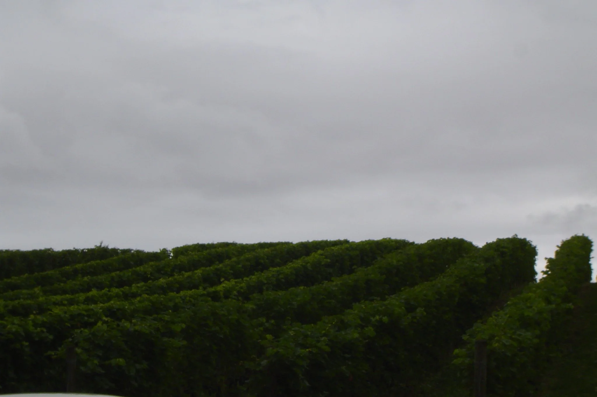DSC00547.JPG