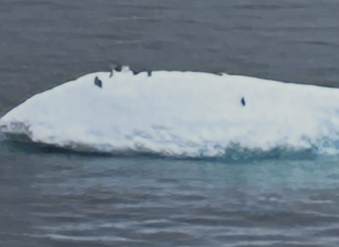Penguins on Iceberg!