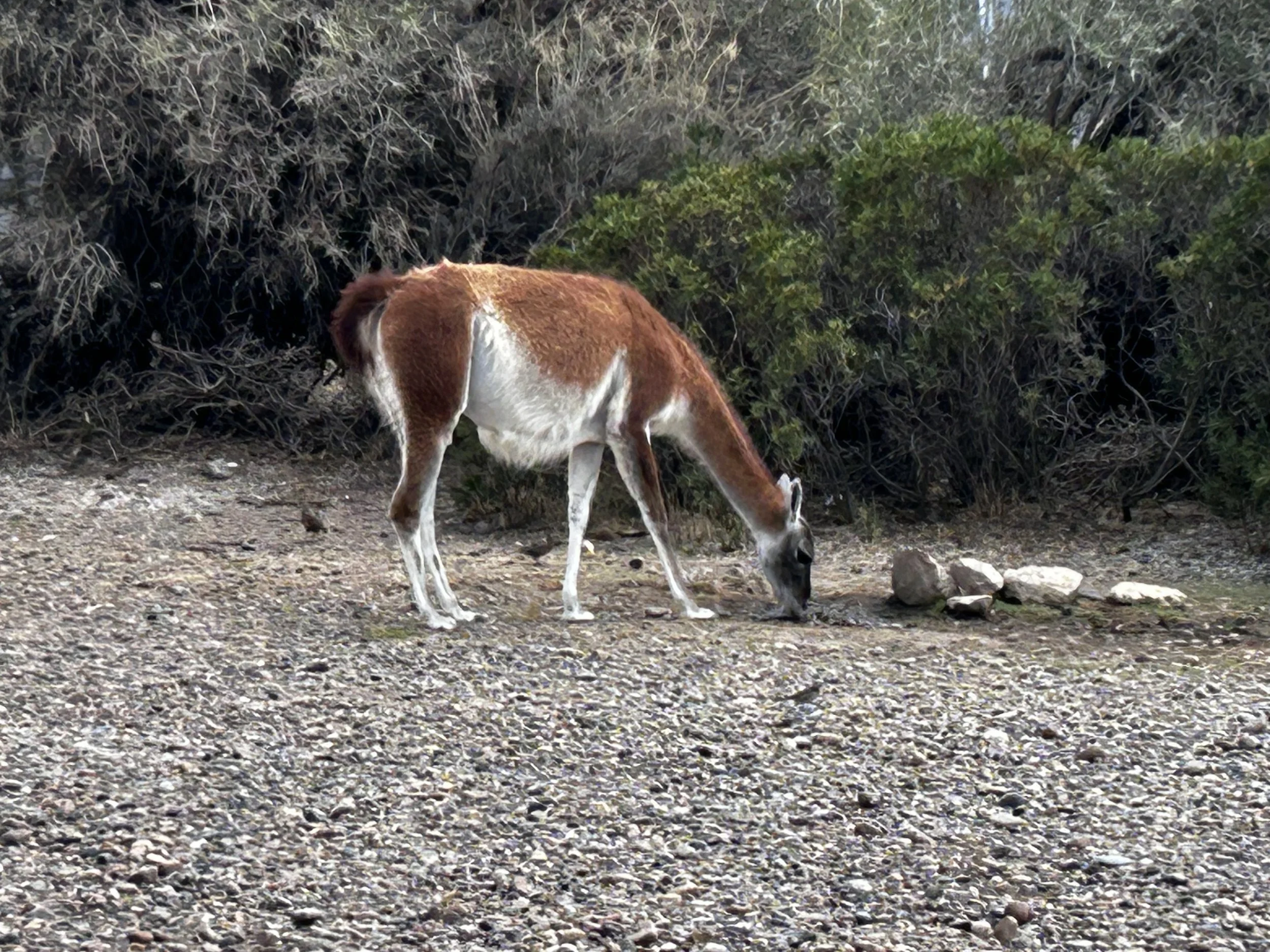 A guanaco in Punta Tombo, Argentina