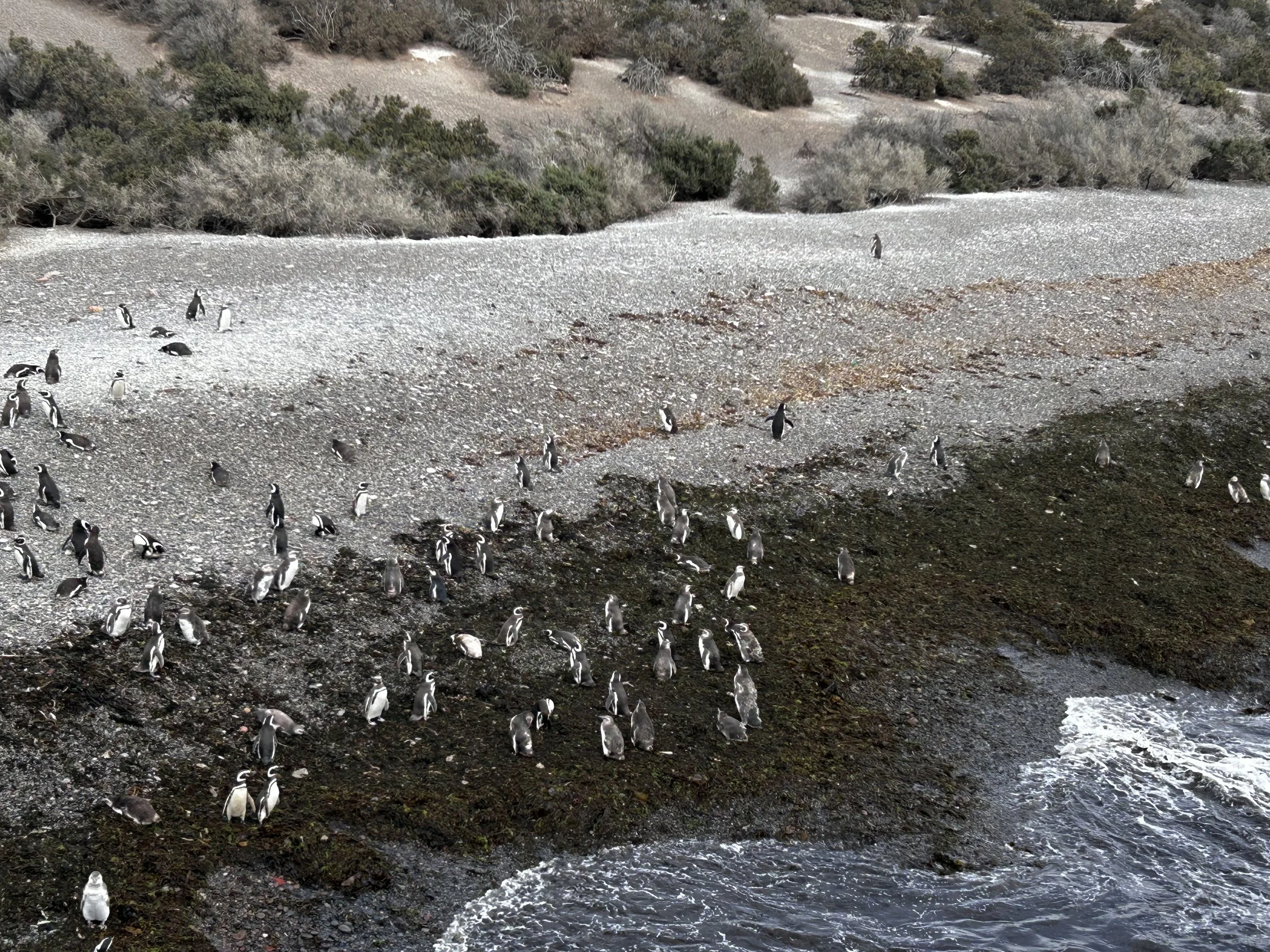 Punta Tombo National Reserve