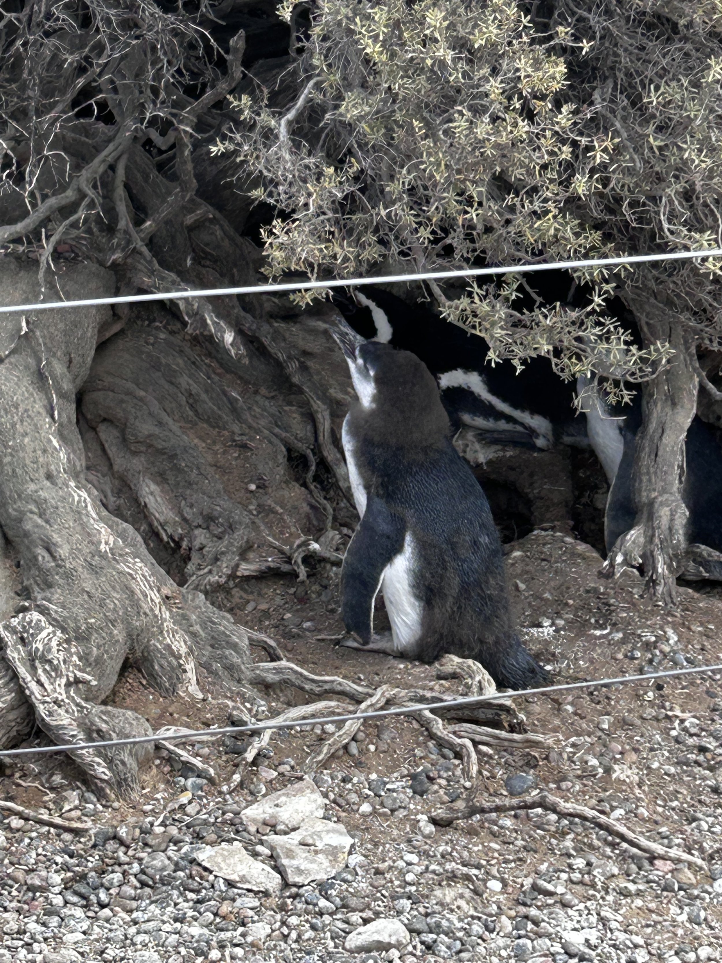 Punta Tombo National Reserve