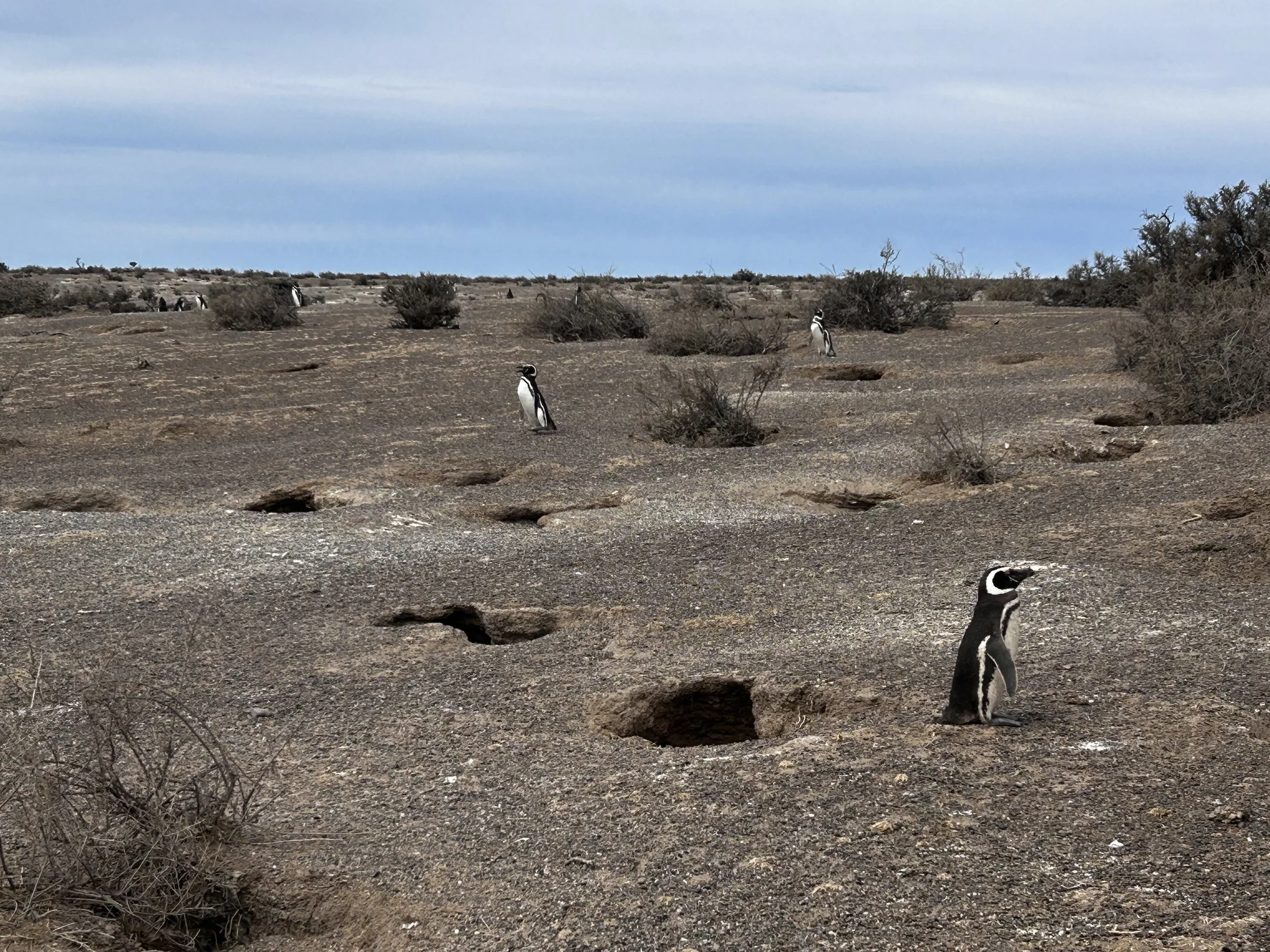 Punta Tombo National Reserve