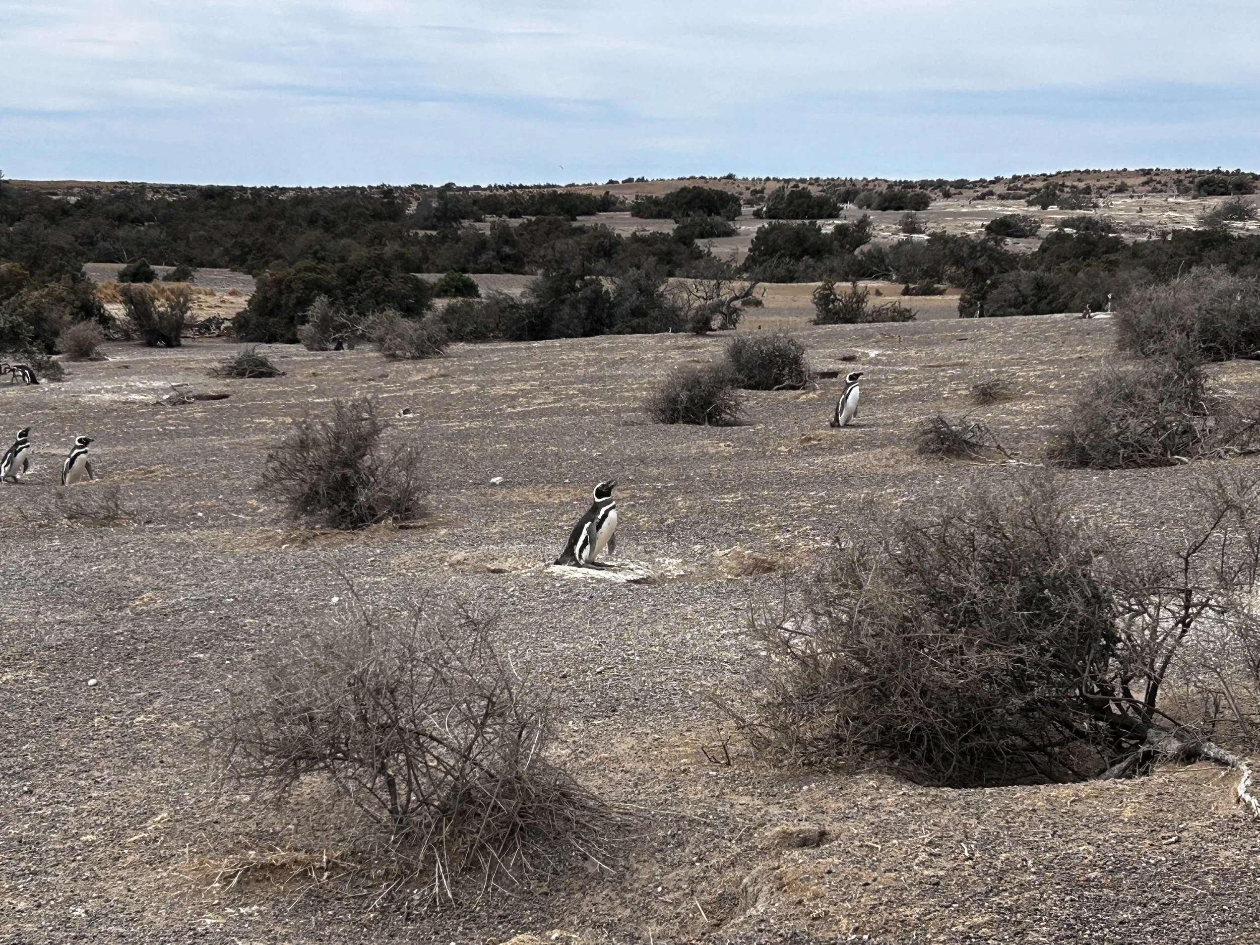 Punta Tombo National Reserve