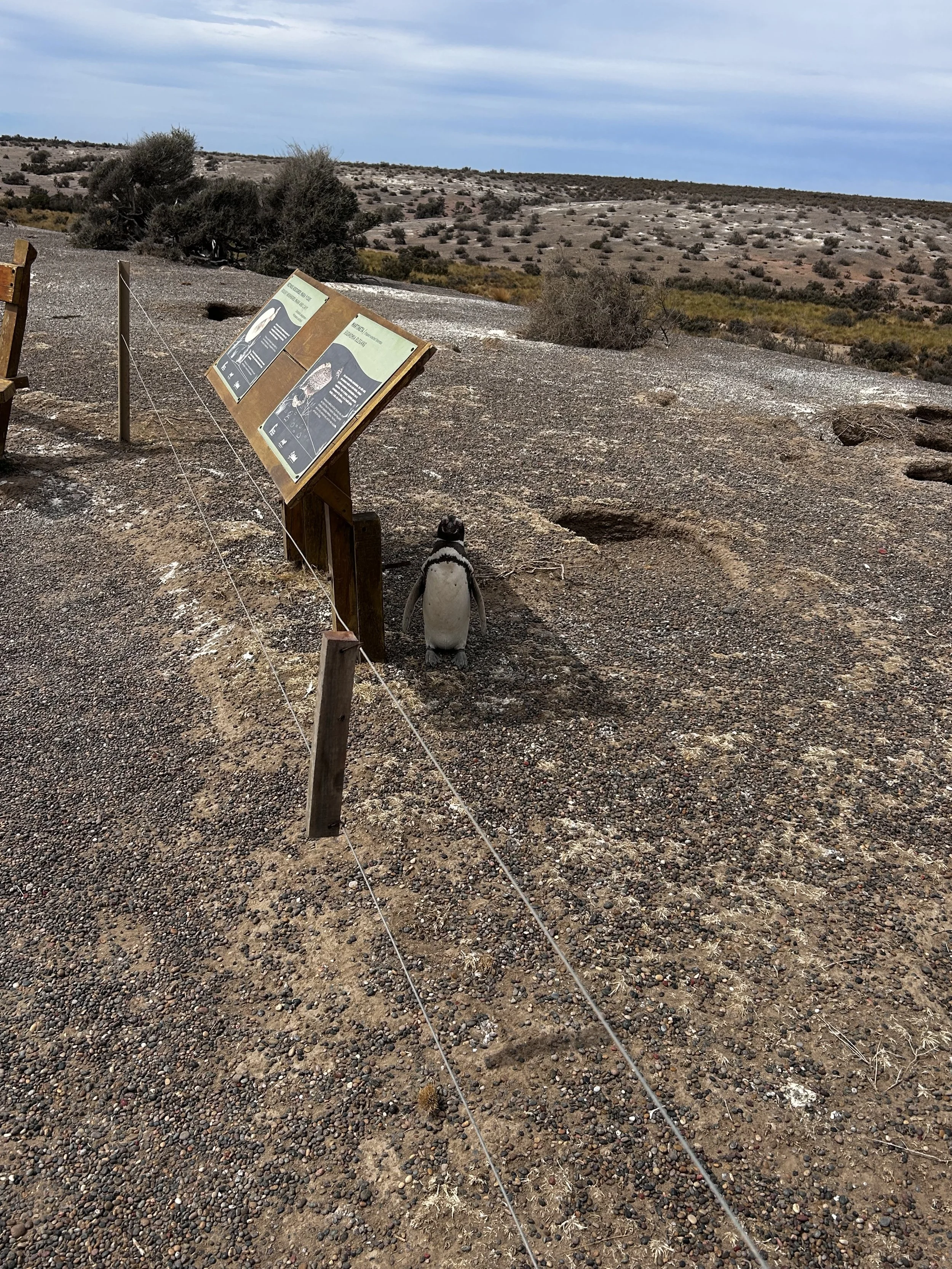 One penguin found shade! Punta Tombo National Reserve