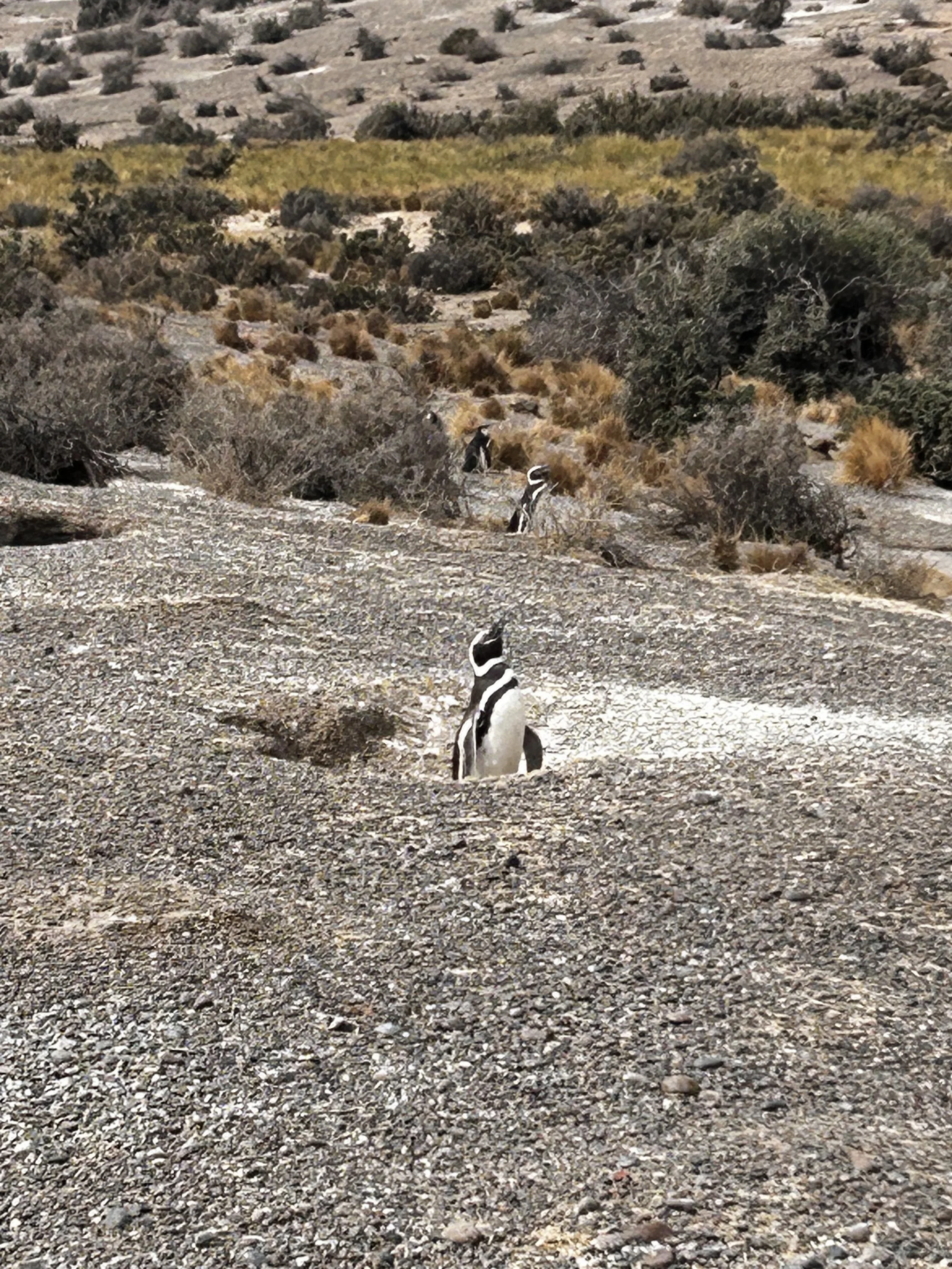 Punta Tombo National Reserve