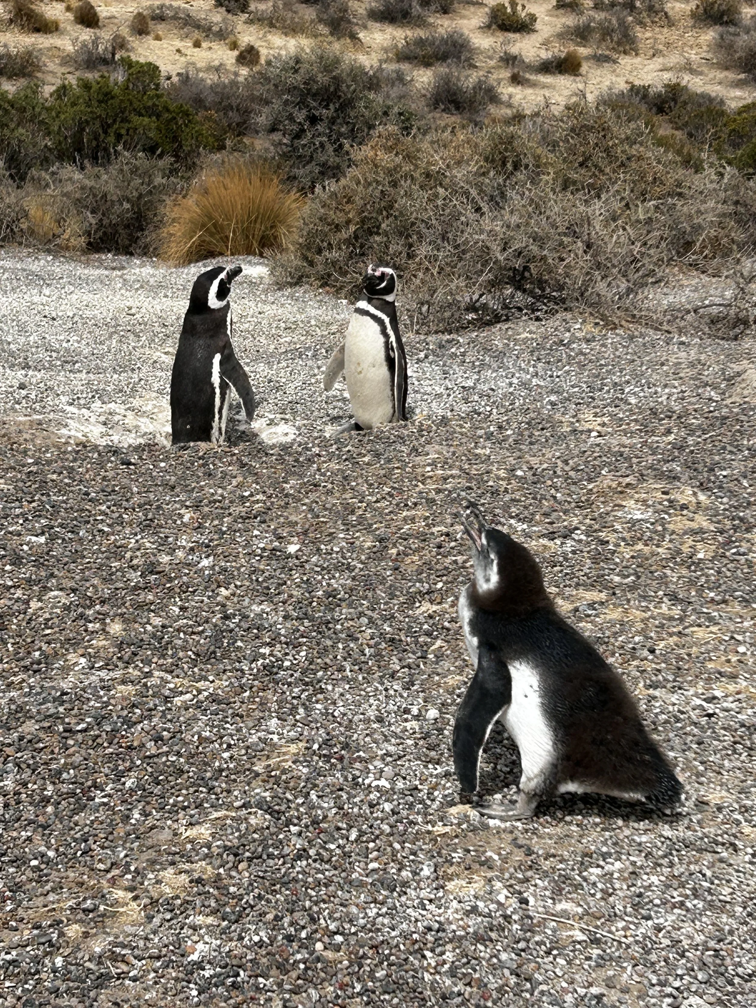 Teenager pestering parents in Punta Tombo National Reserve