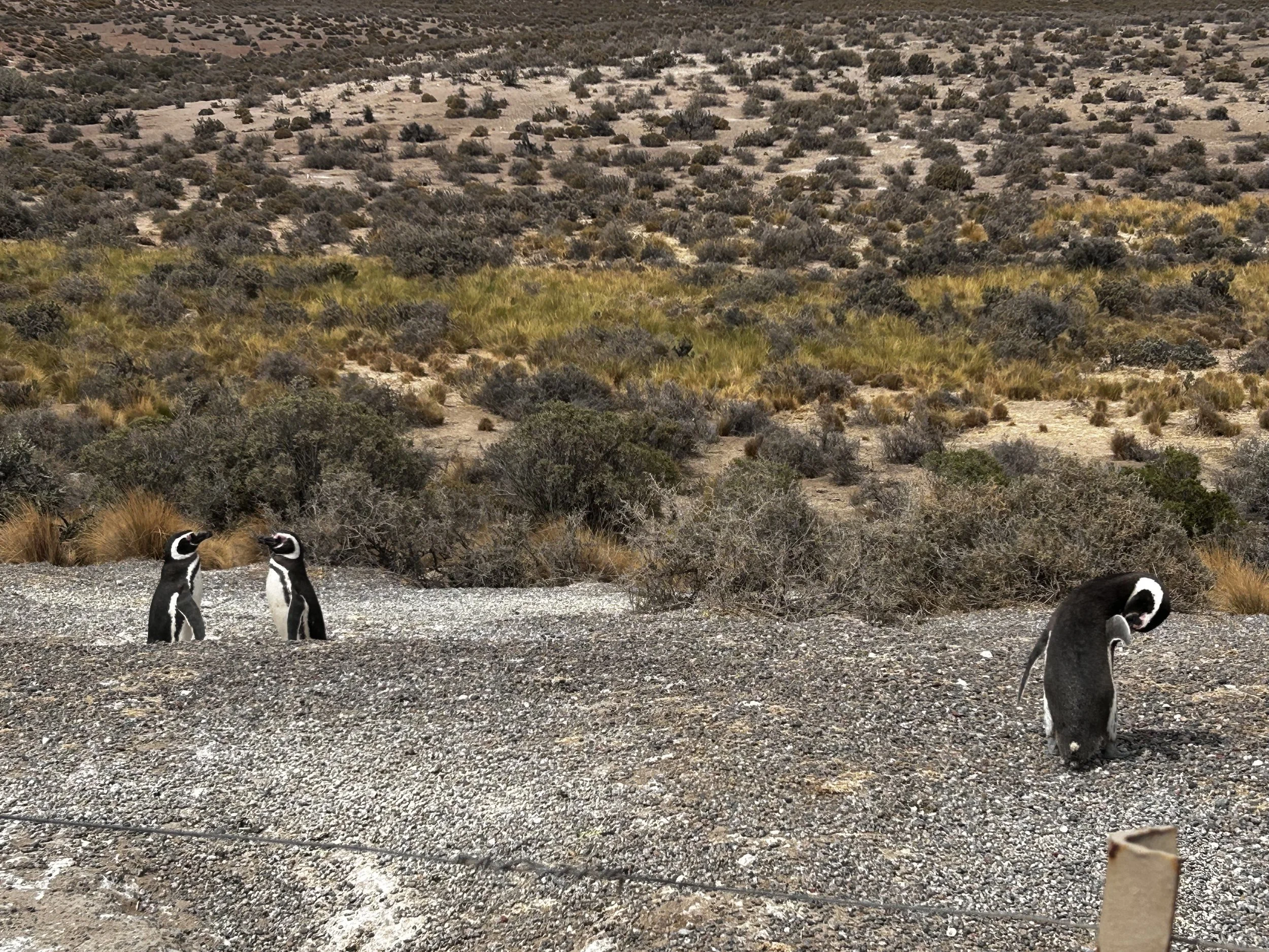 Punta Tombo National Reserve