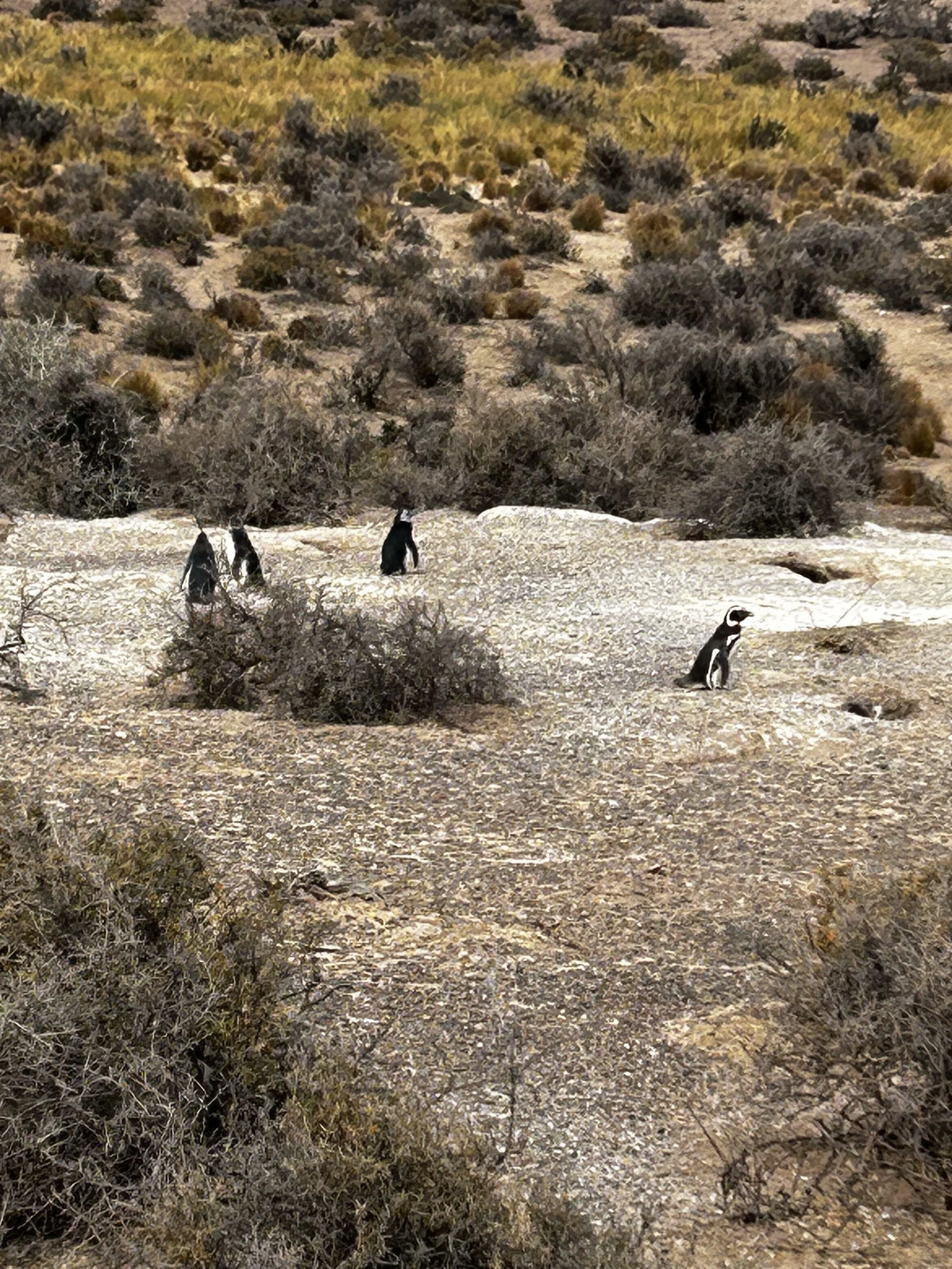 Punta Tombo National Reserve