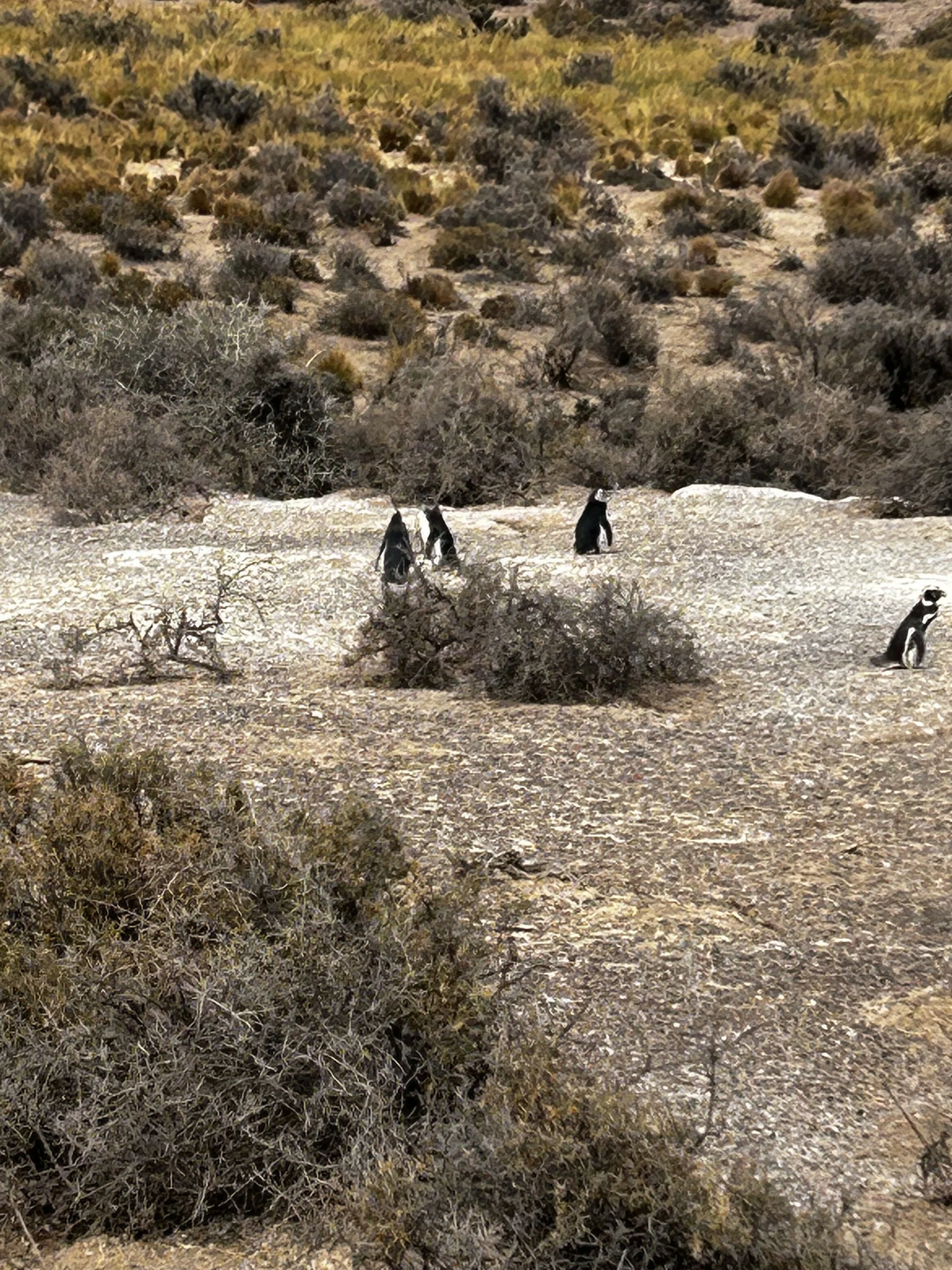 Punta Tombo National Reserve