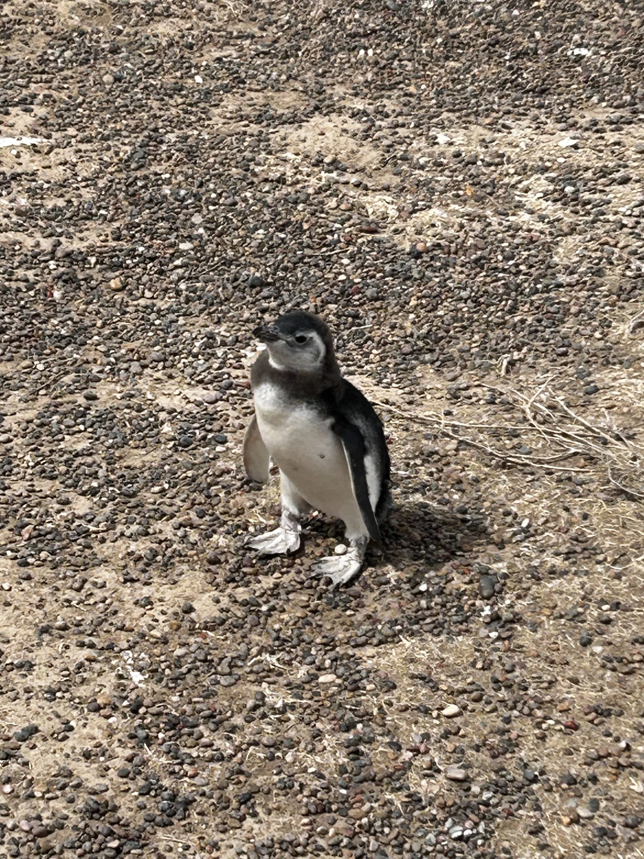 Punta Tombo National Reserve