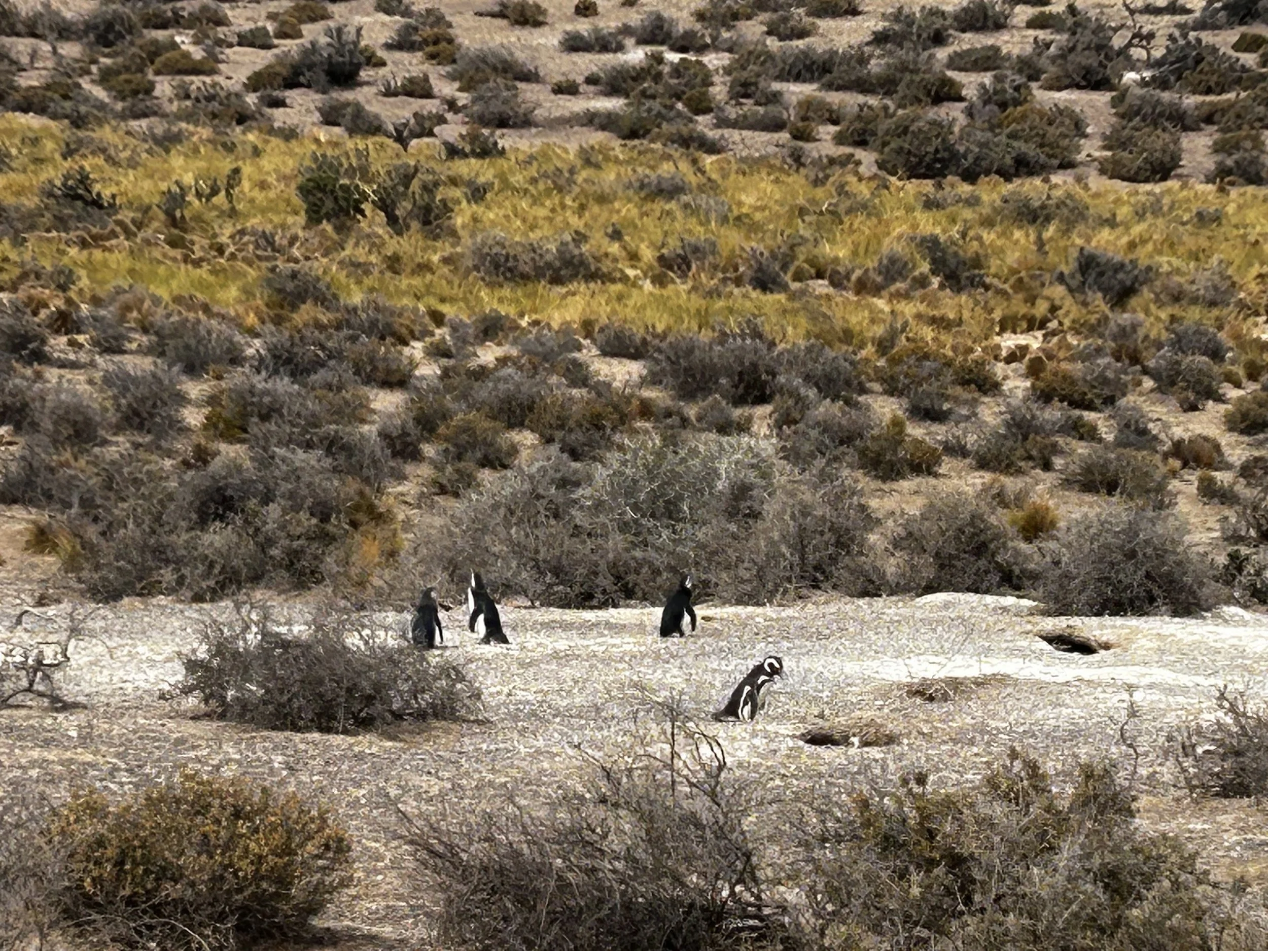 Punta Tombo National Reserve