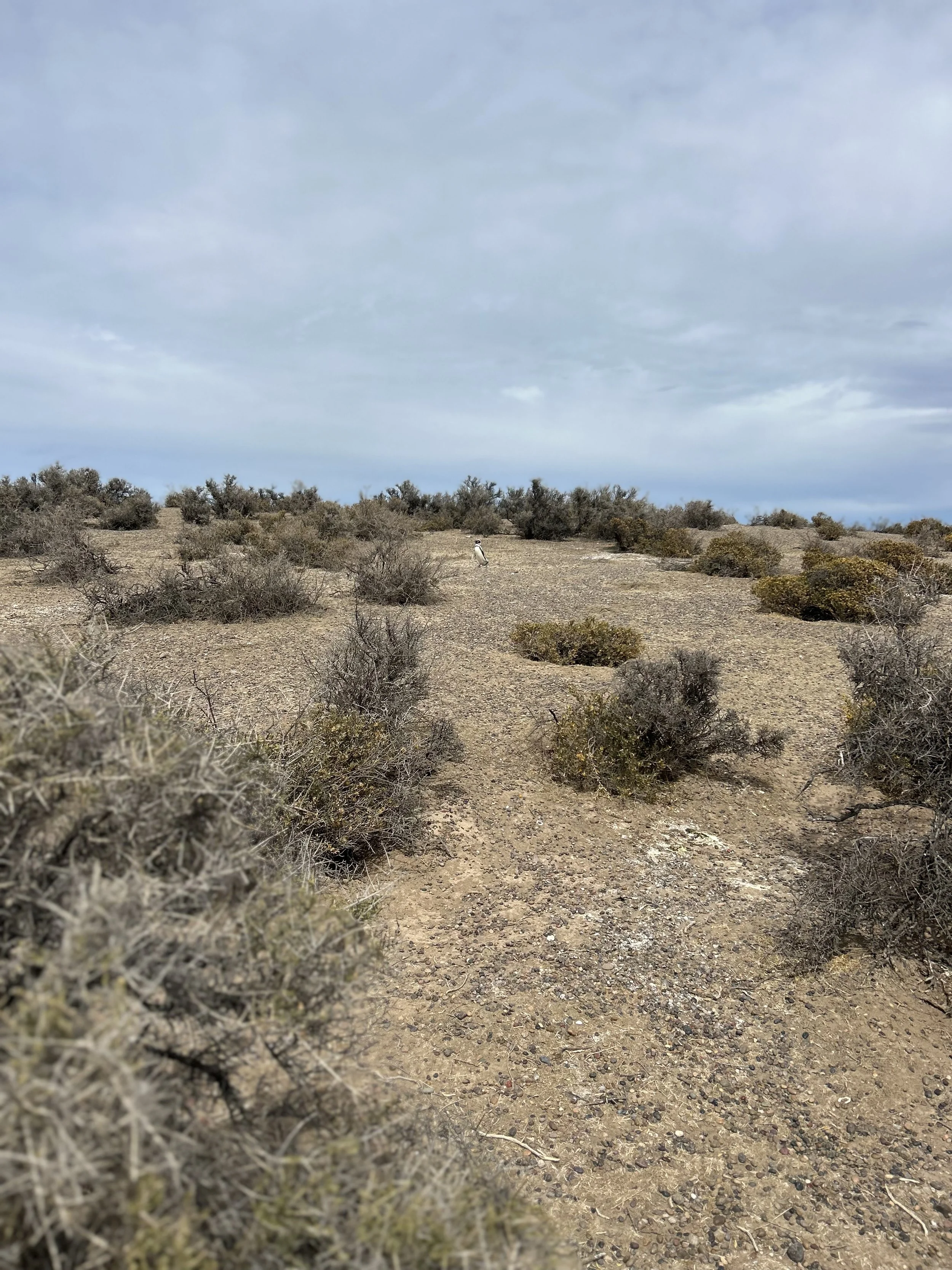 Punta Tombo National Reserve