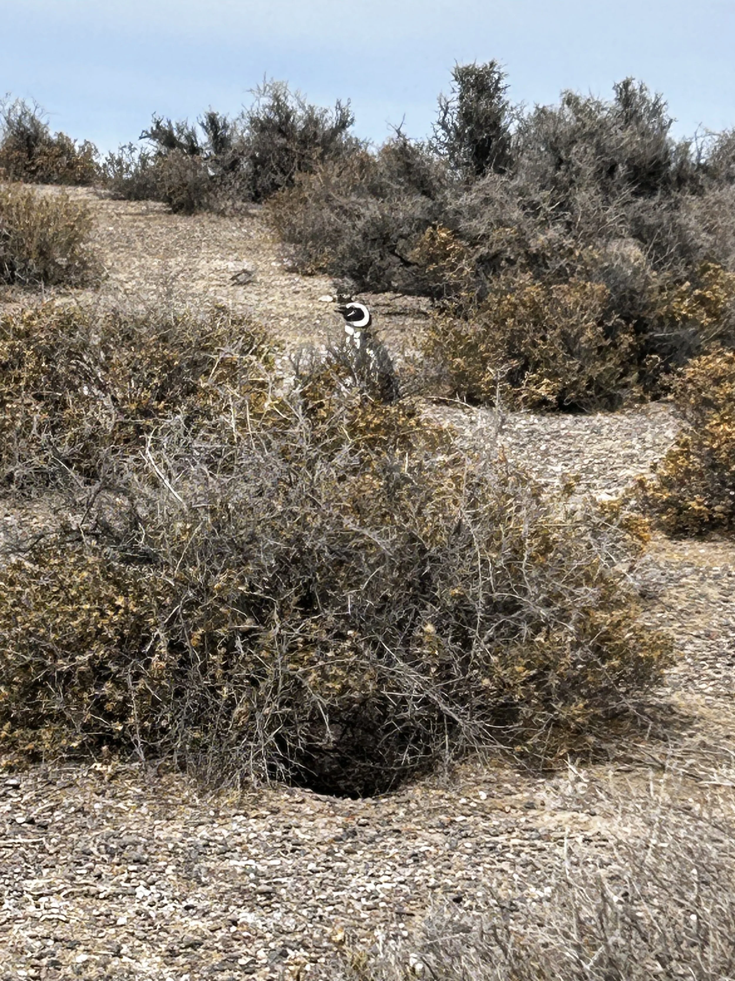 Punta Tombo National Reserve