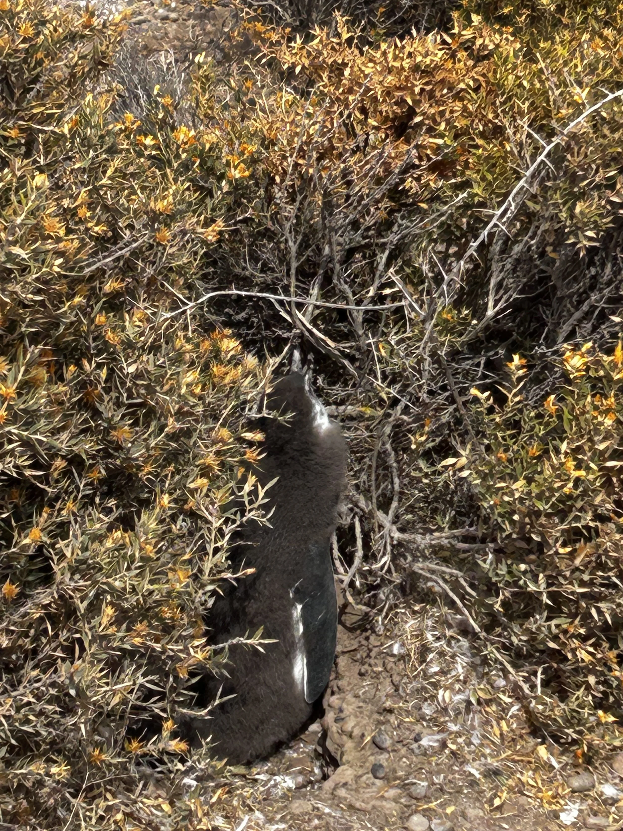 Punta Tombo National Reserve