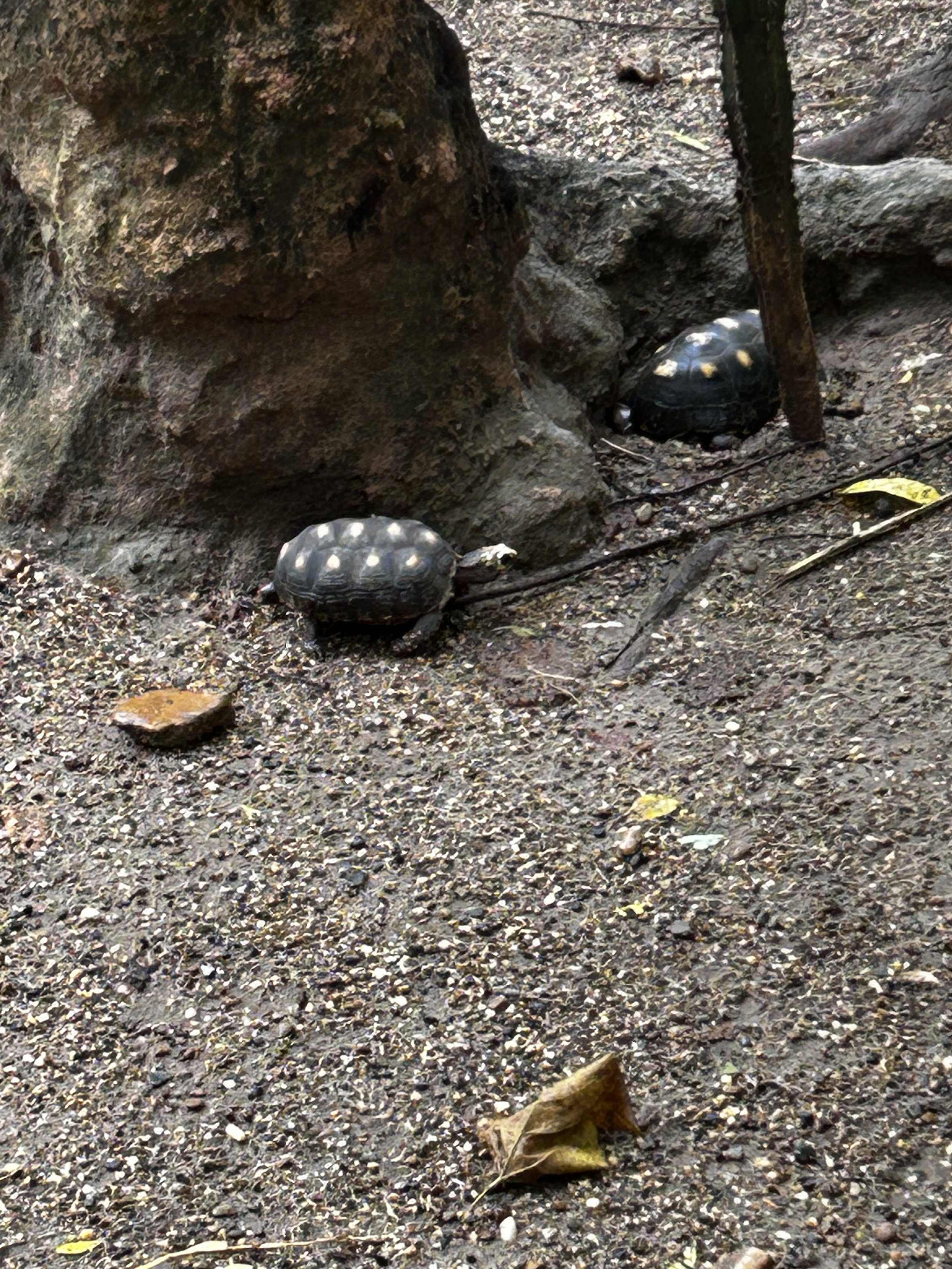 Turtles!
