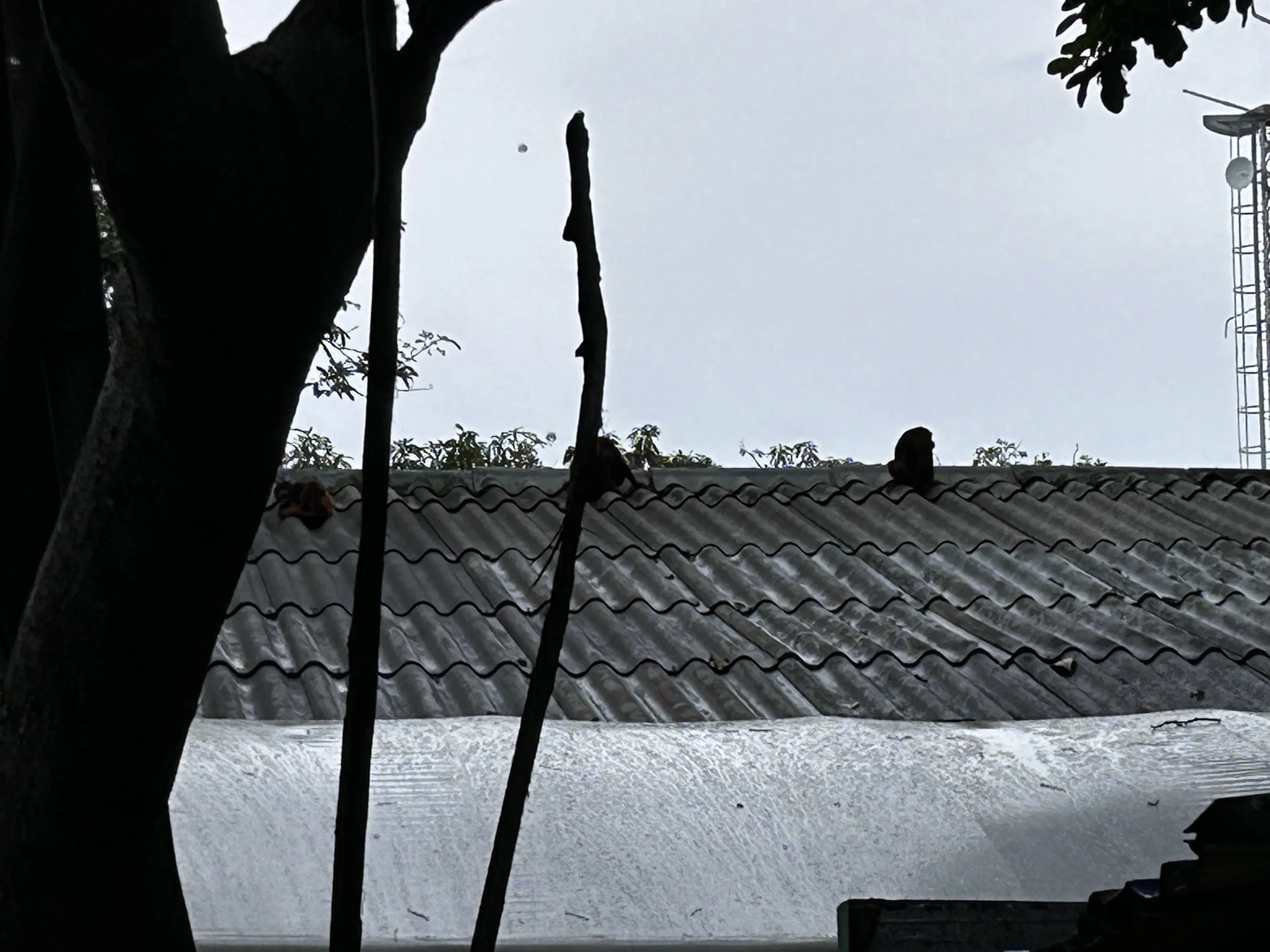 Hard to see, but monkeys on the roof
