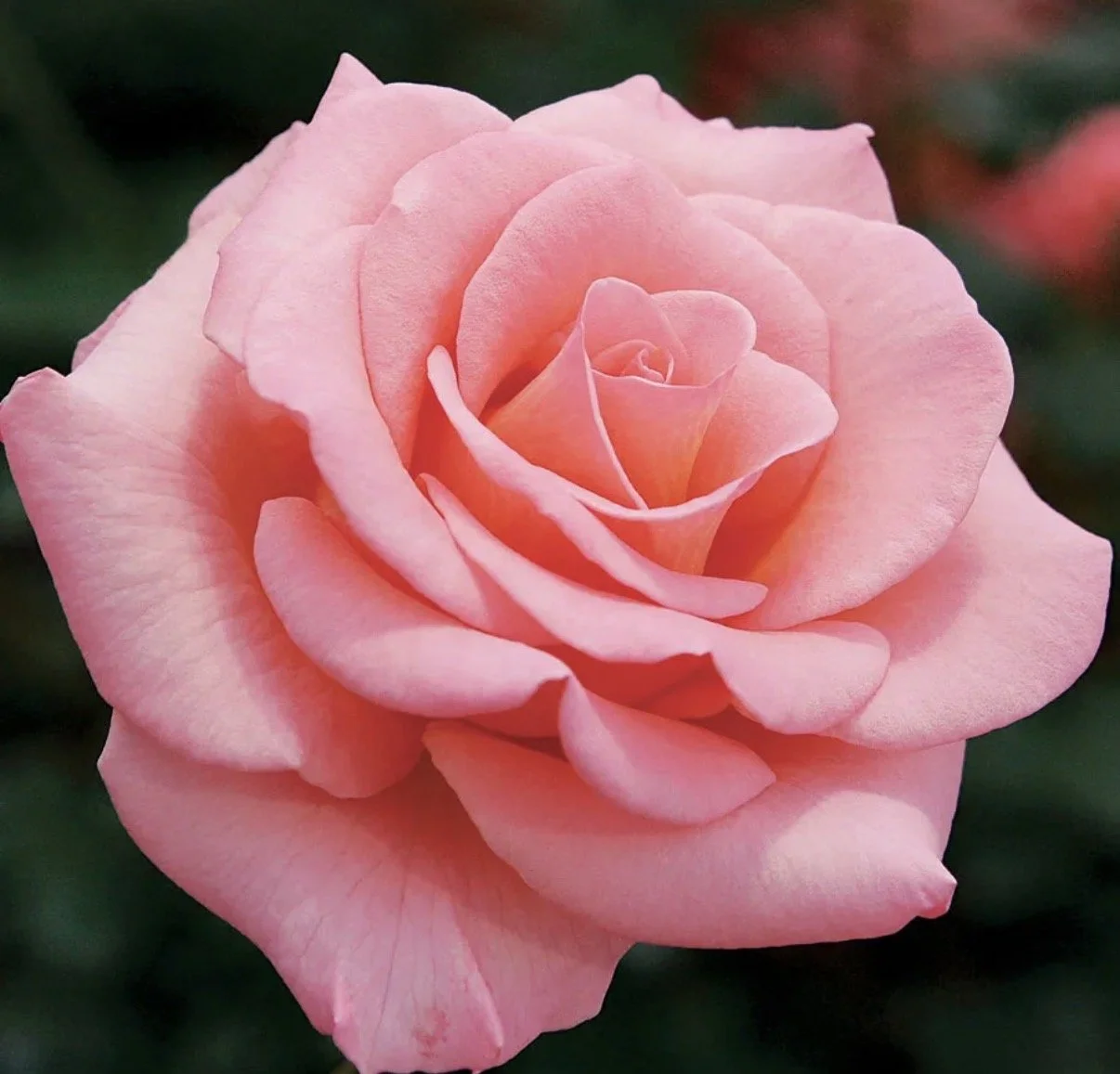 Feb 7: Soma Yoga & Yoga Nidra