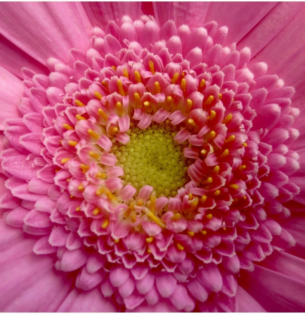 March 8: Soma Yoga & Breathwork Practice