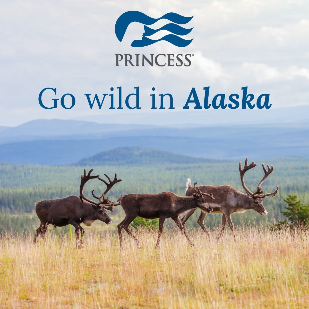 Alaska Wildlife - Linked in D 1200x1200.jpg