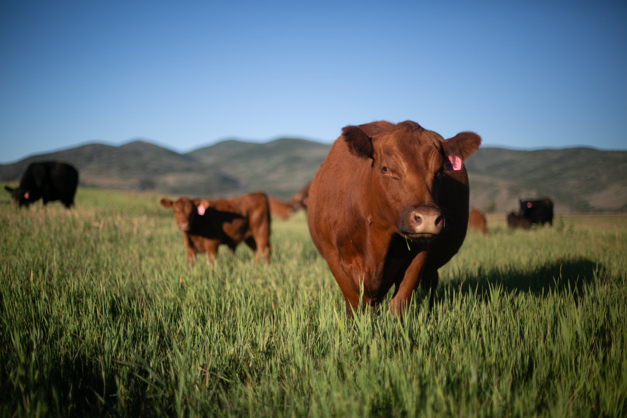 3 Springs Land and Livestock photo 3