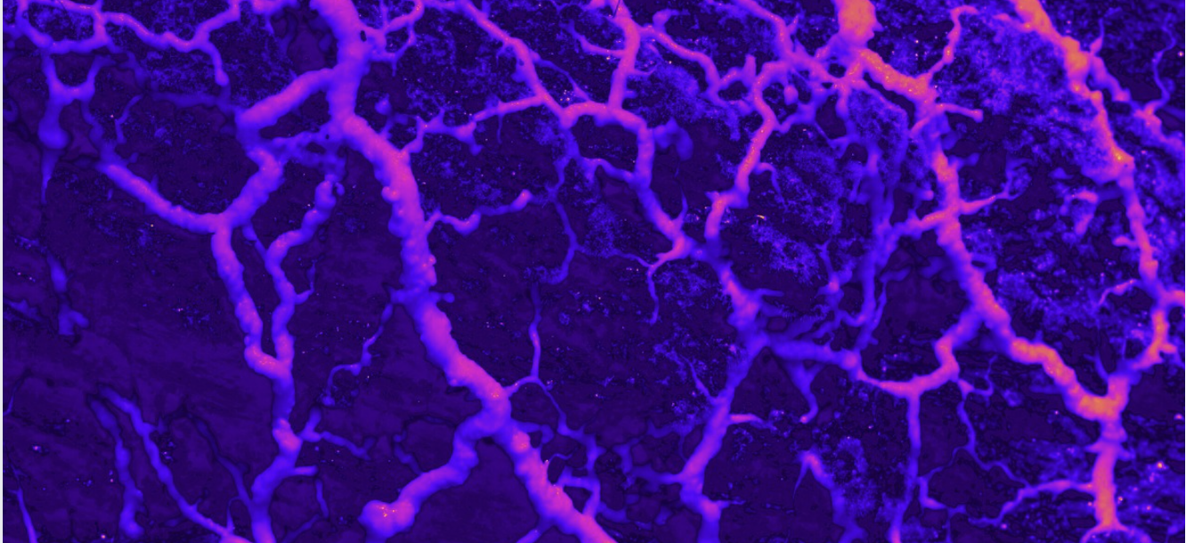 WORKSHOP: HOW THE WORLD SPEAKS - EXPLORING MORE-THAN-HUMAN LANGUAGE 2025/2026