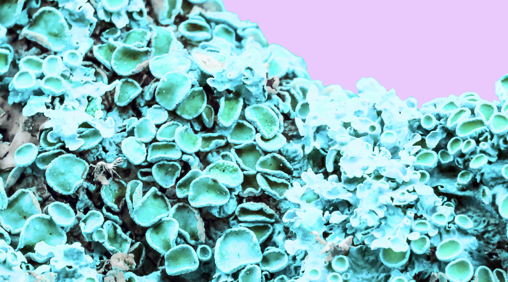 WORKSHOP: BECOMING WITH- ROOTED WORLDS, ENTANGLED FUTURES, RELATIONAL PRACTICE