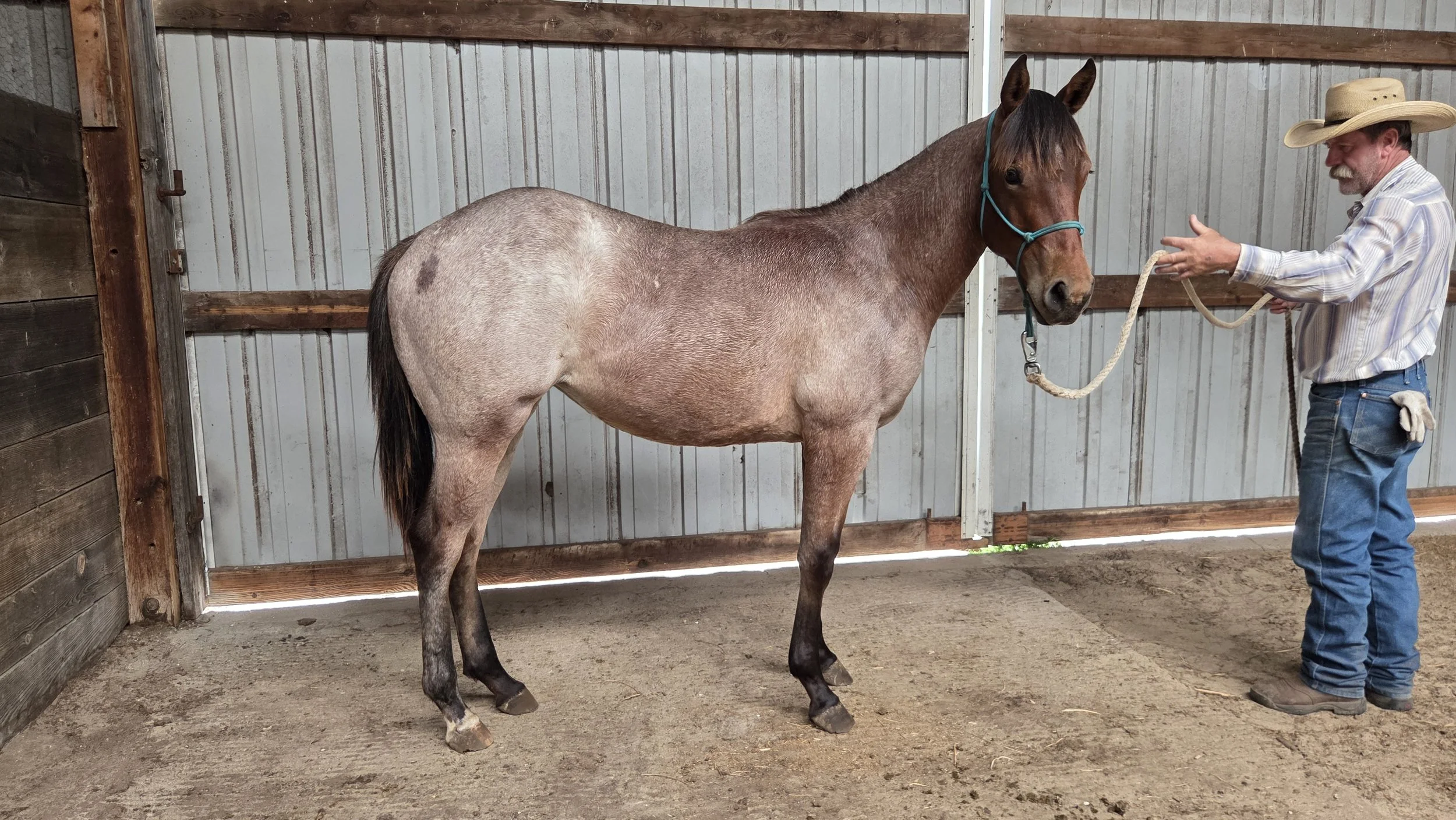 2025 Filly - Pepblue Rizz