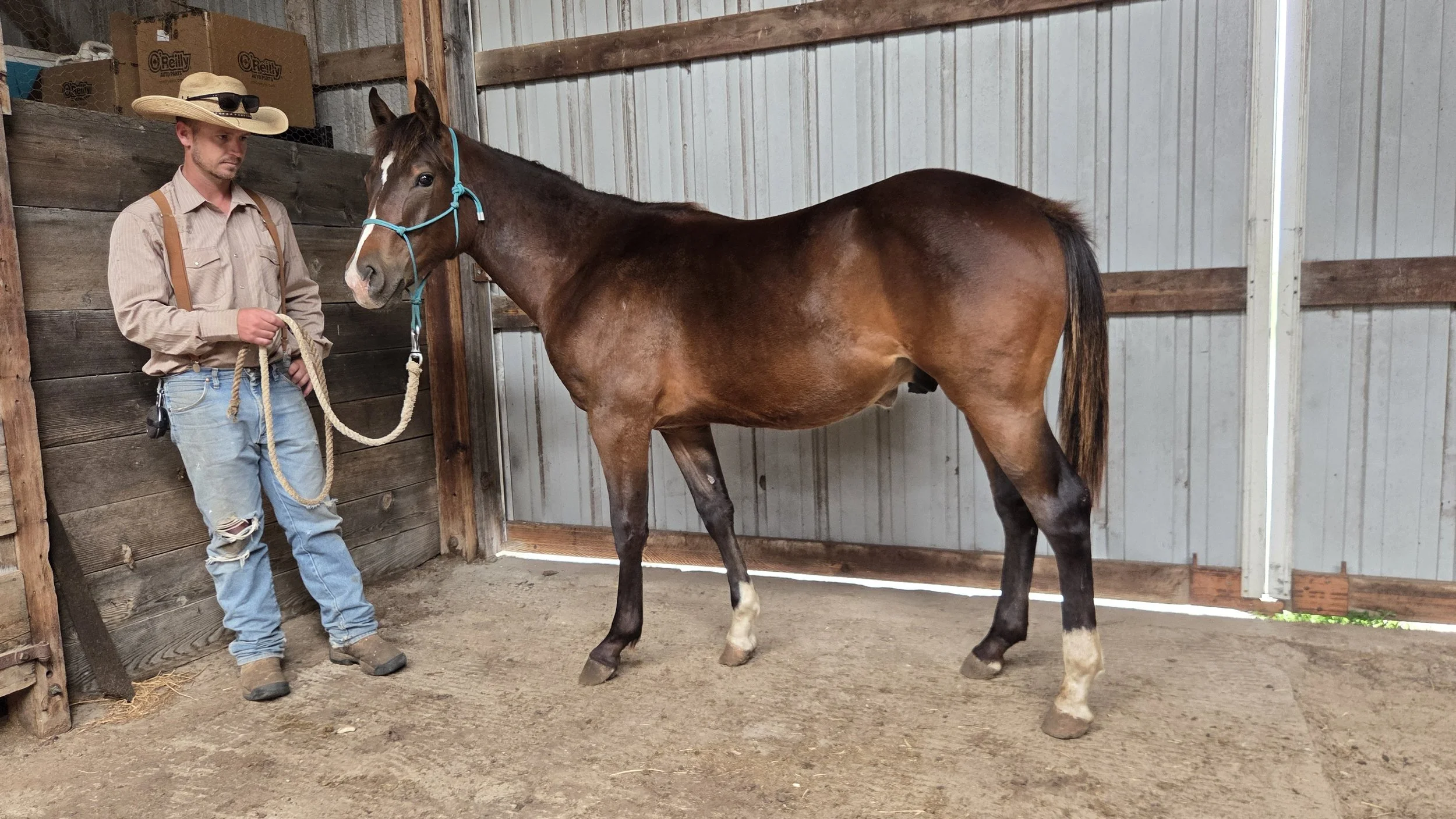 2025 Gelding - Pepblue Donnie