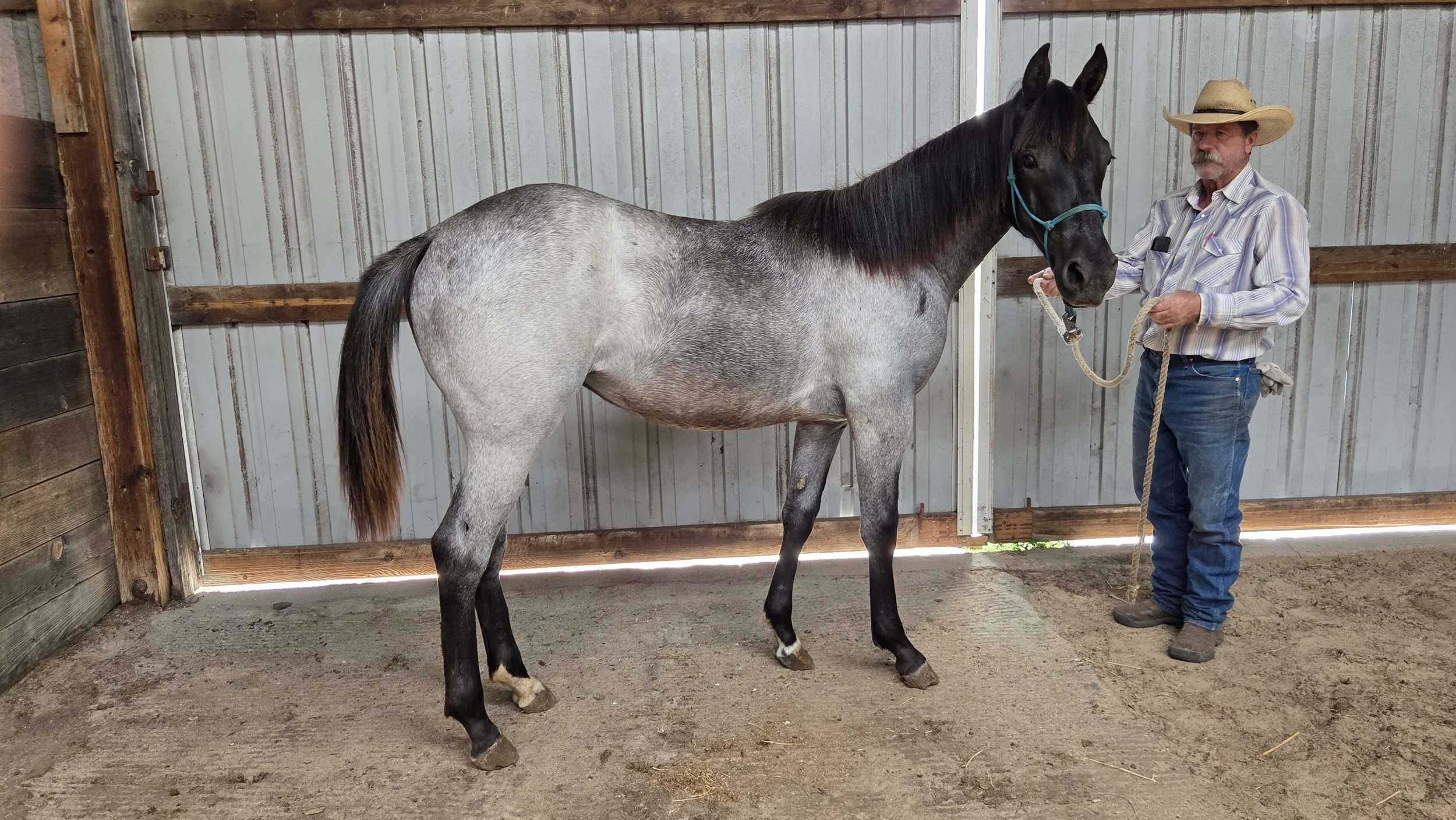 2025 Filly - Pepblue Sue