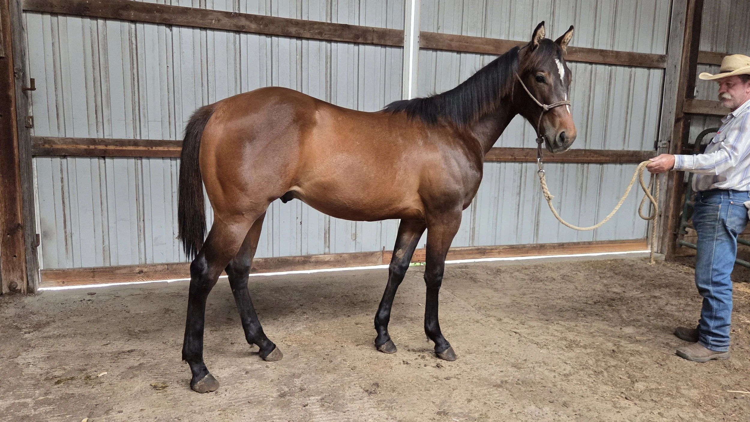 2025 Gelding - Peproot Rango