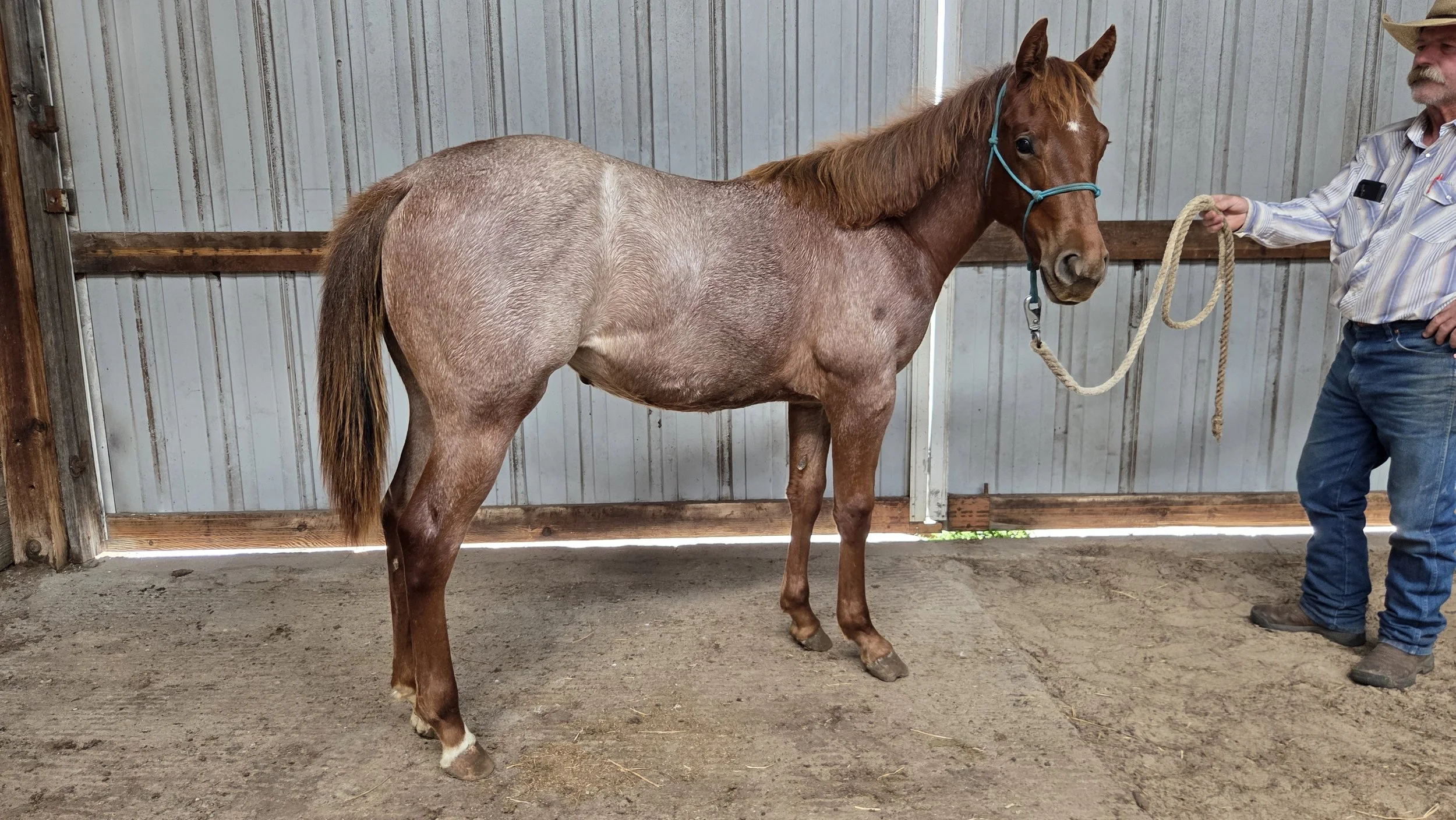 2025 Filly - Pepblue Rose