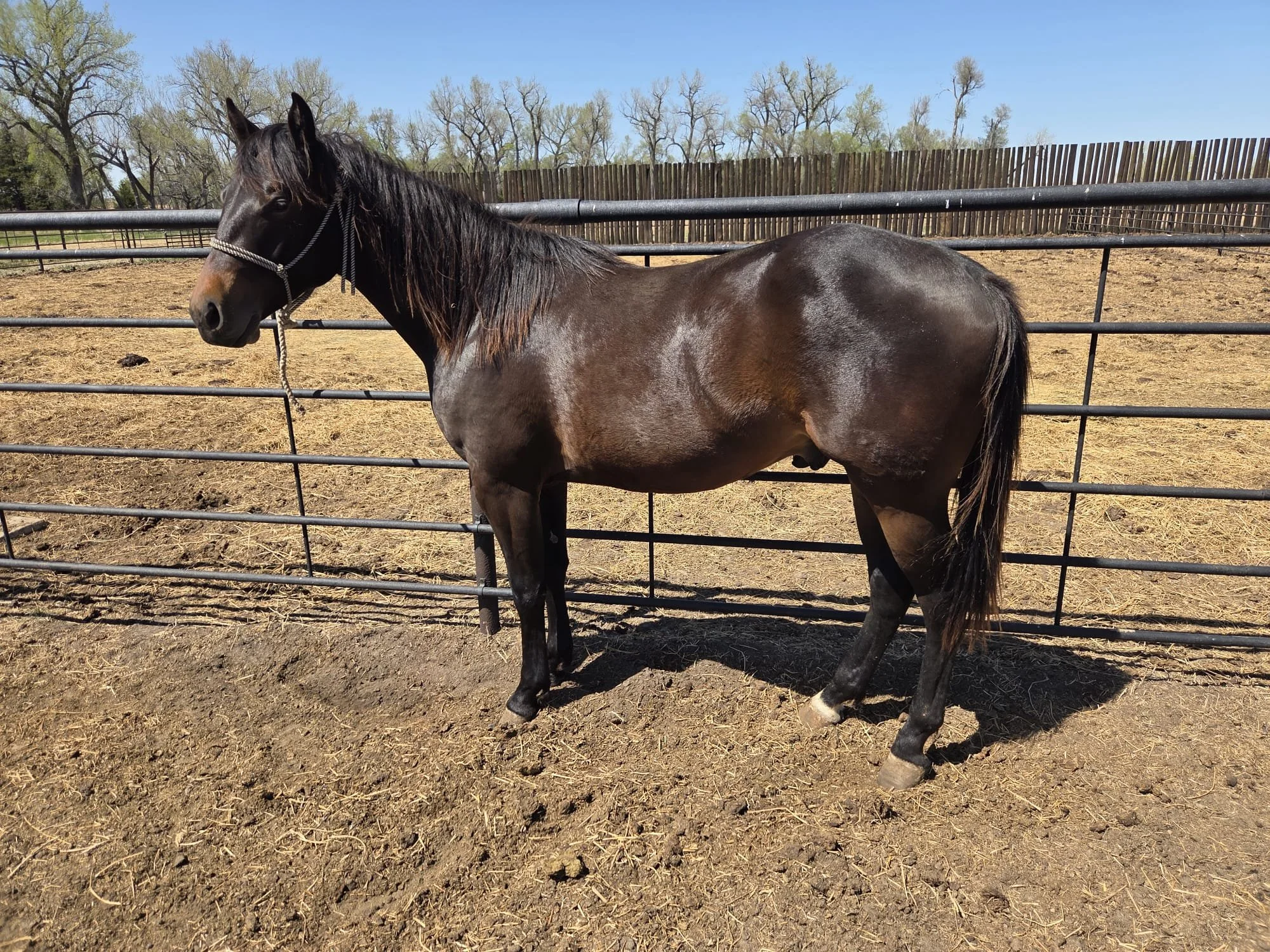 2024 Gelding - Pepblue Chacho