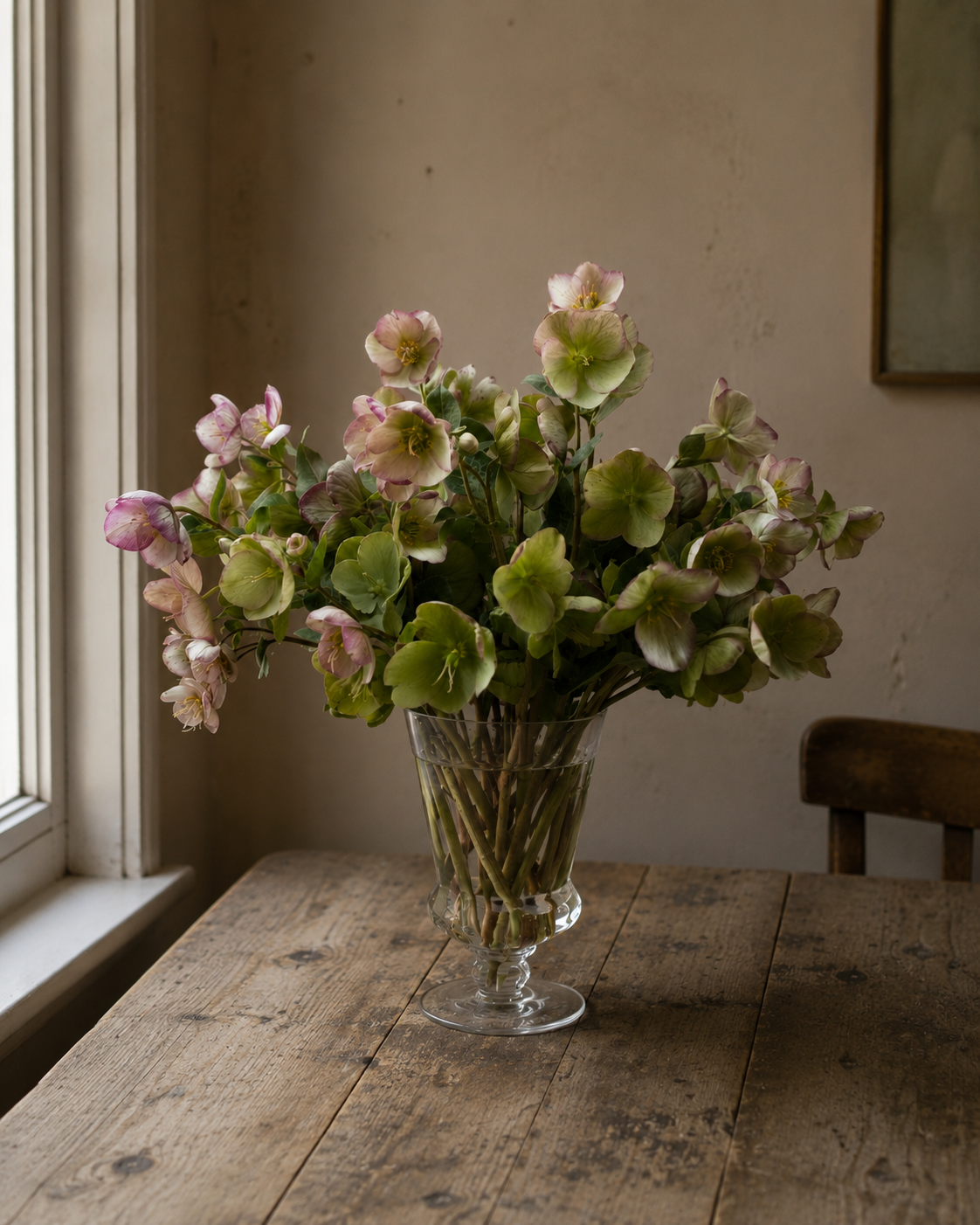 The Hellebore