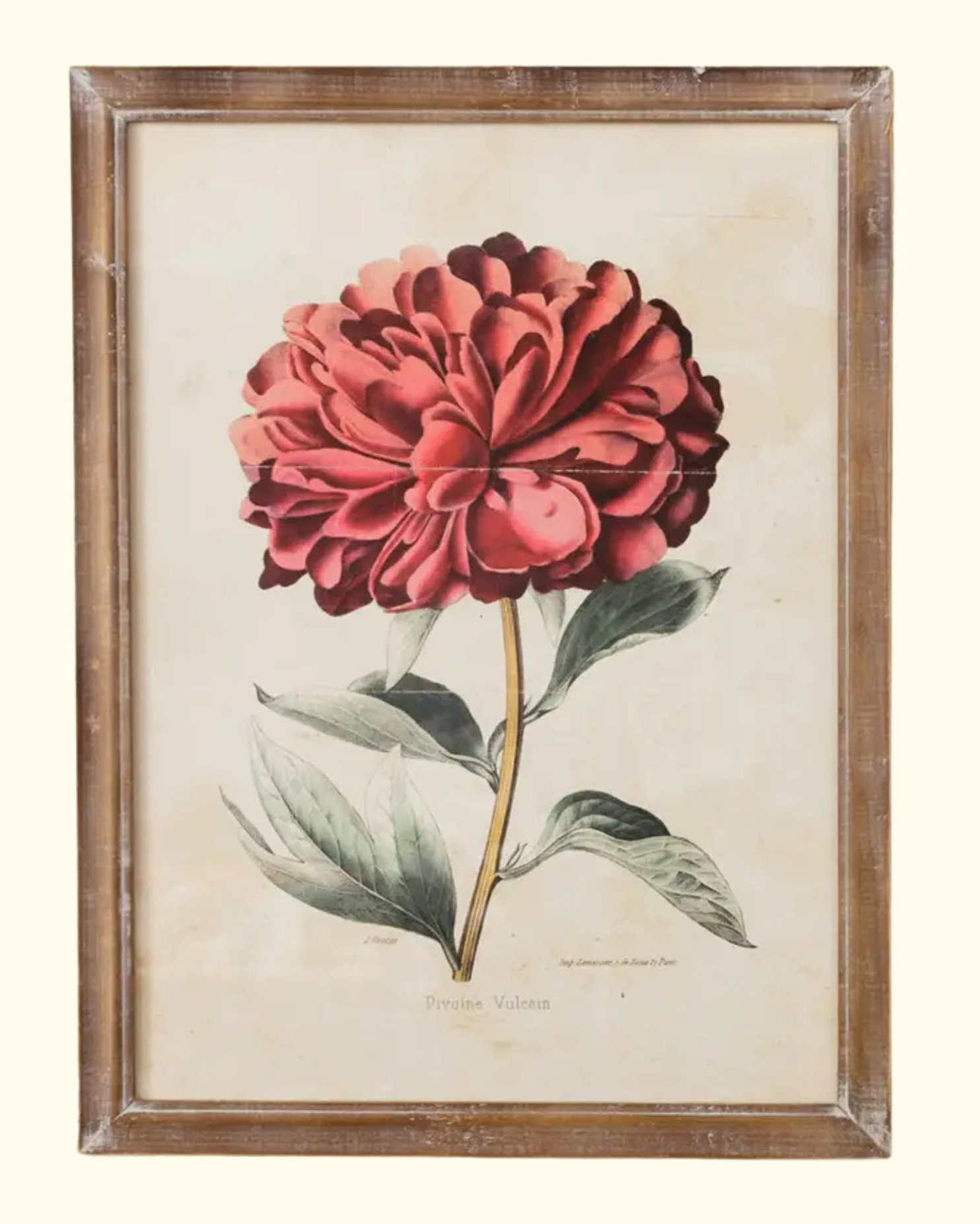 Vulcan Peony Framed Prints