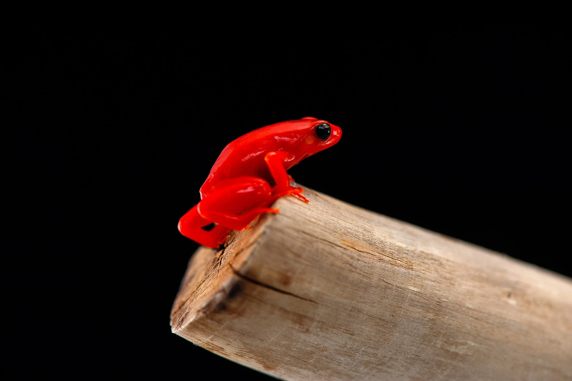 Rana roja sobre un tronco de madera con fondo negro
