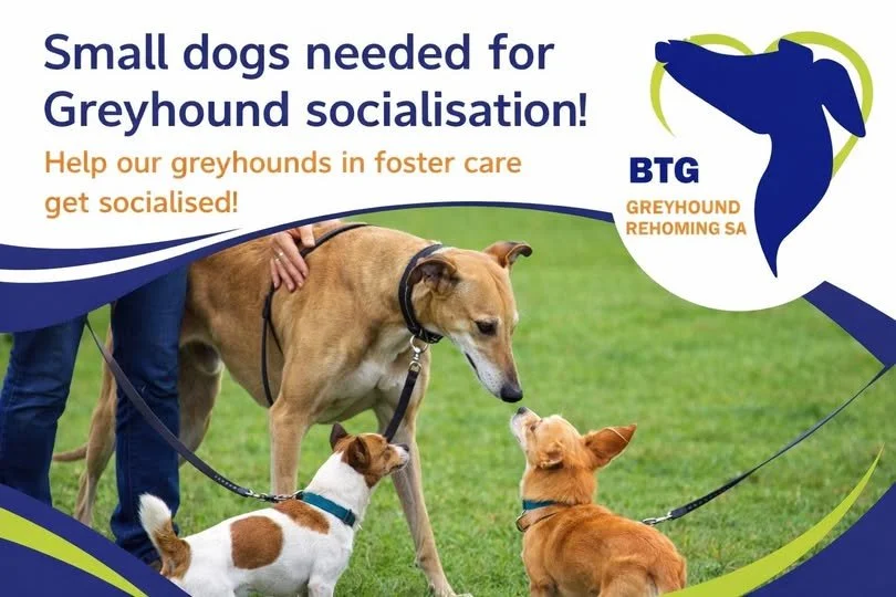 Promotional flyer for Greyhound socialization and foster care, featuring a large greyhound with two smaller dogs, one white with brown spots and the other orange, on a grassy field with text encouraging small dogs for greyhound socialization and rehoming sponsorship.
