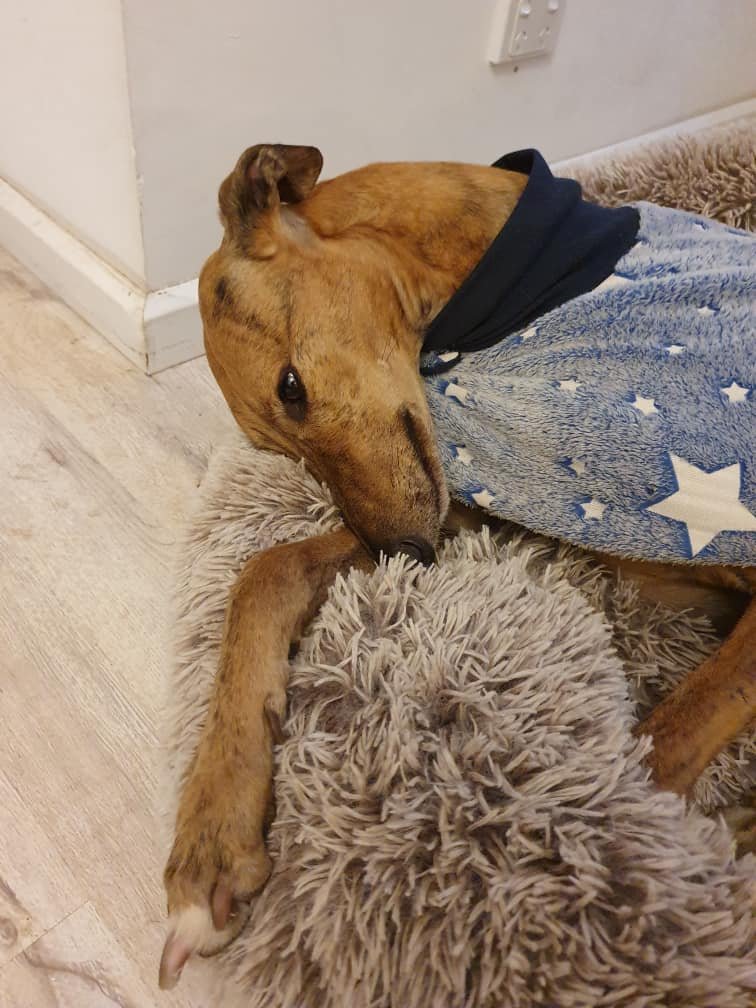 Dog sleeping on a fluffy rug, wrapped in a star-patterned blanket, lying near a wall and electrical outlet.