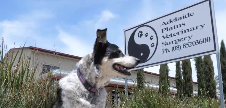 A dog sitting on grass next to a sign for Adelaide Plains Veterinary Surgery.