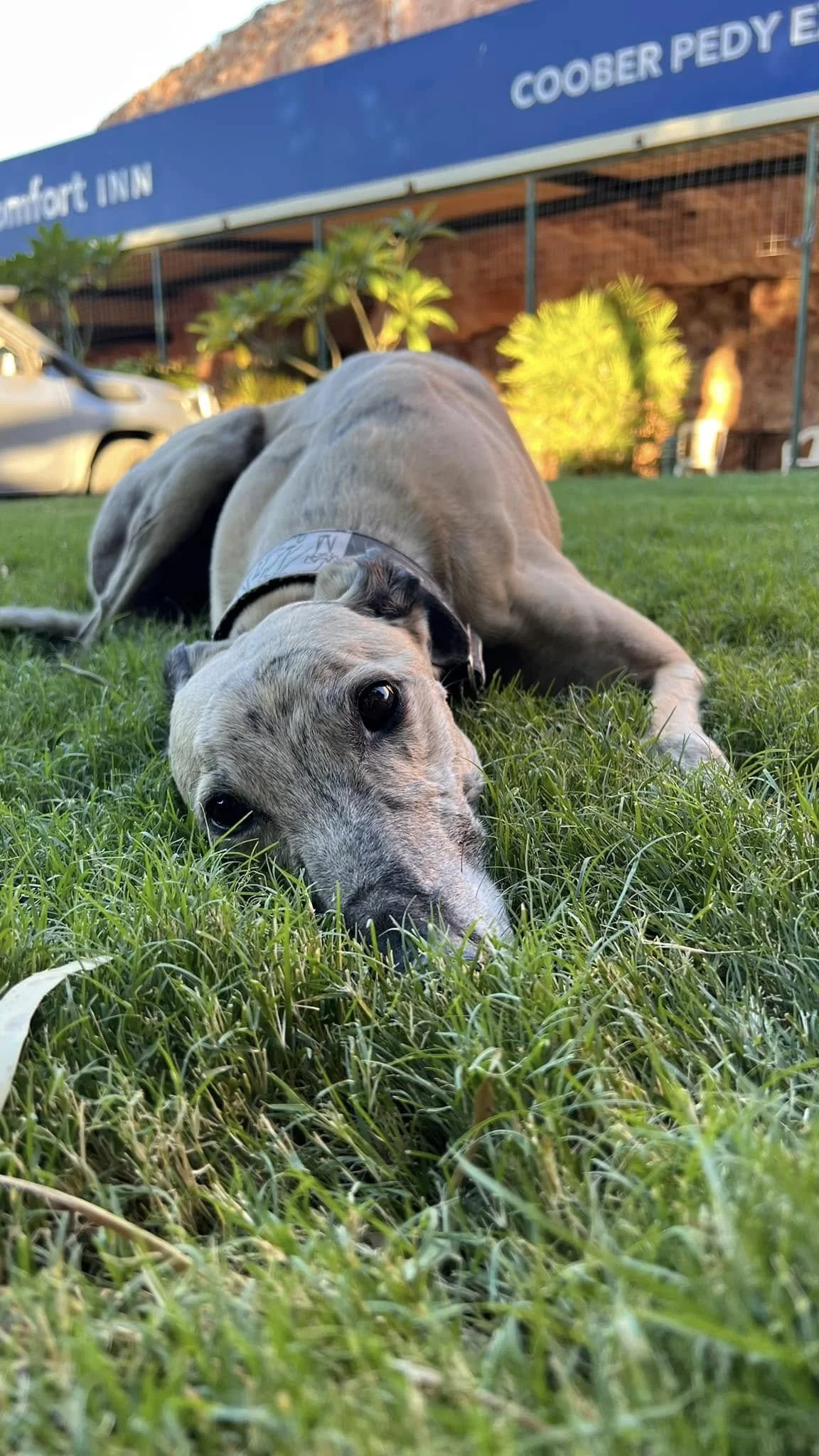 A tan and black dog lying on green grass with a relaxed expression, with buildings and trees in the background.