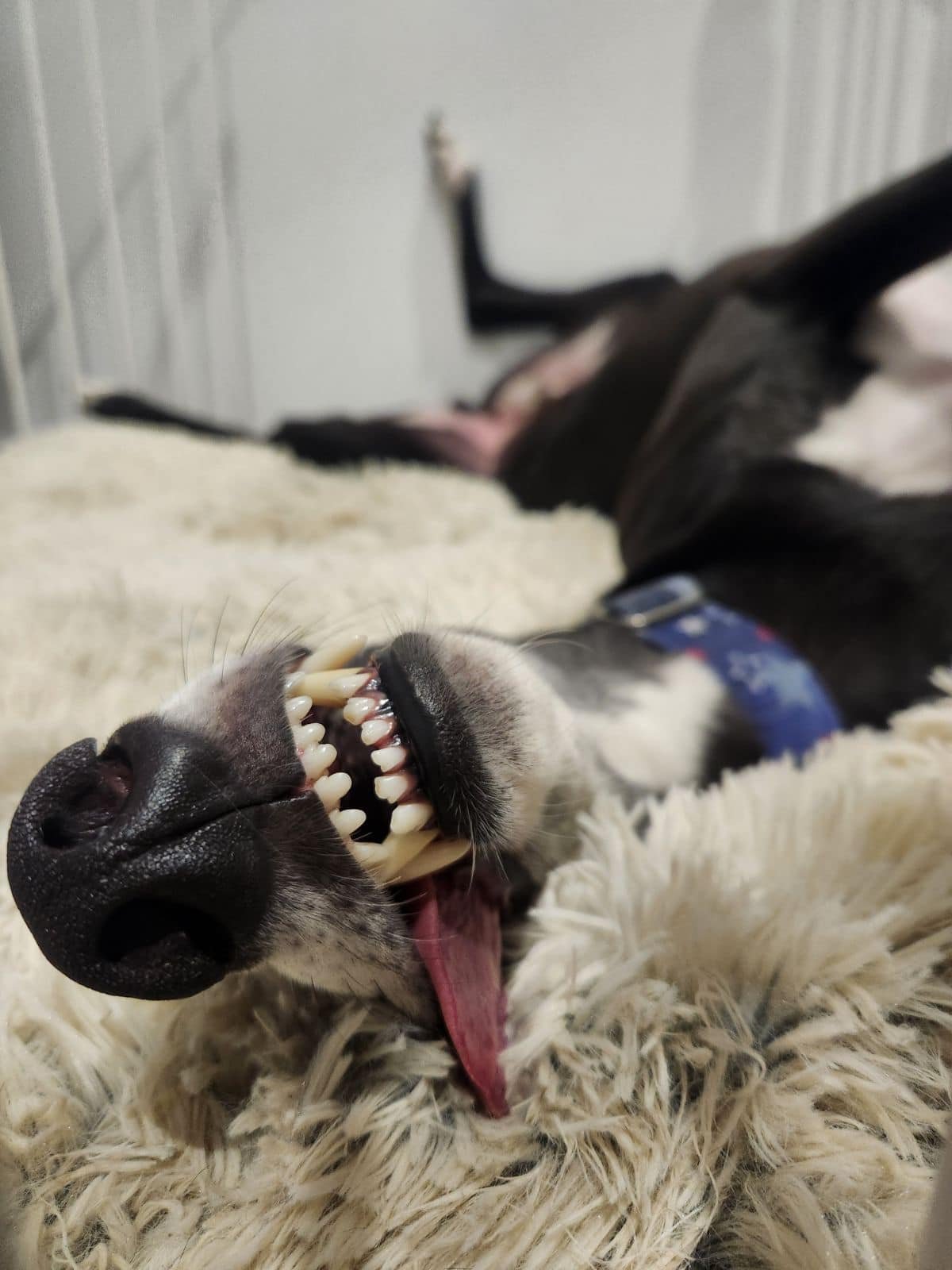 A black and white dog lying on its side on a beige furry surface, with its mouth open in a yawn, showing teeth and tongue, and eyes closed.