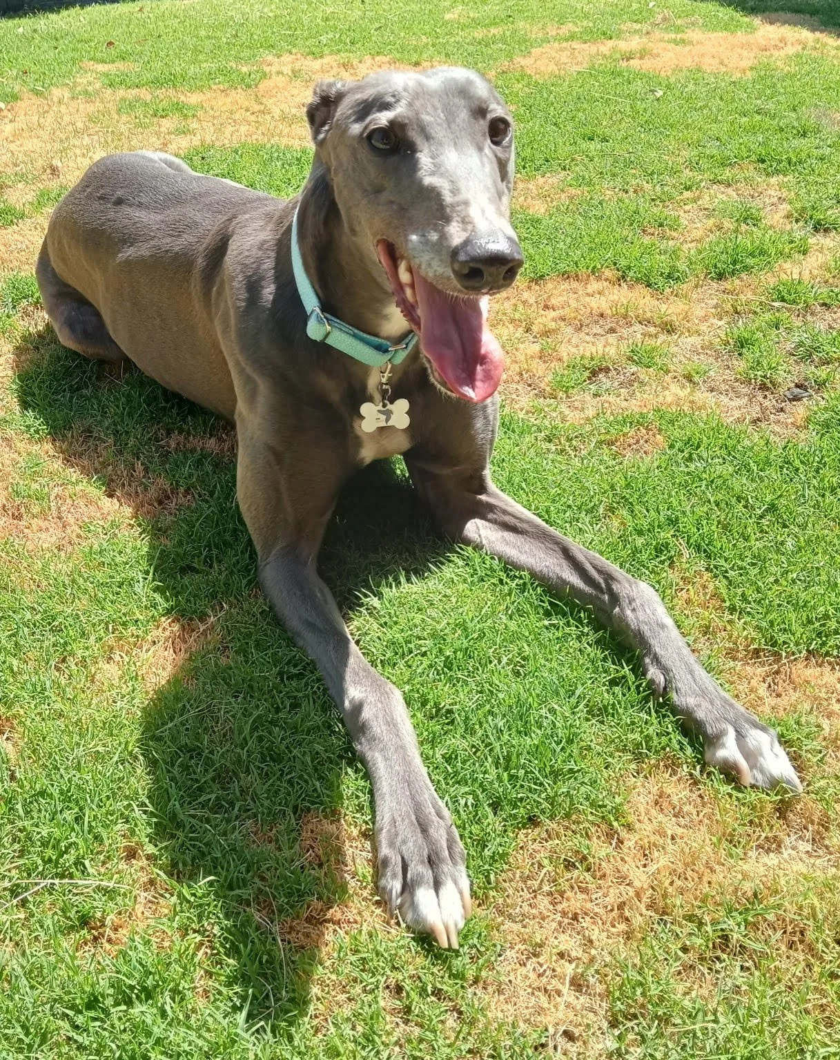 rachel’s foster Story