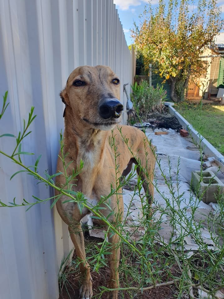 Tinker’s Story