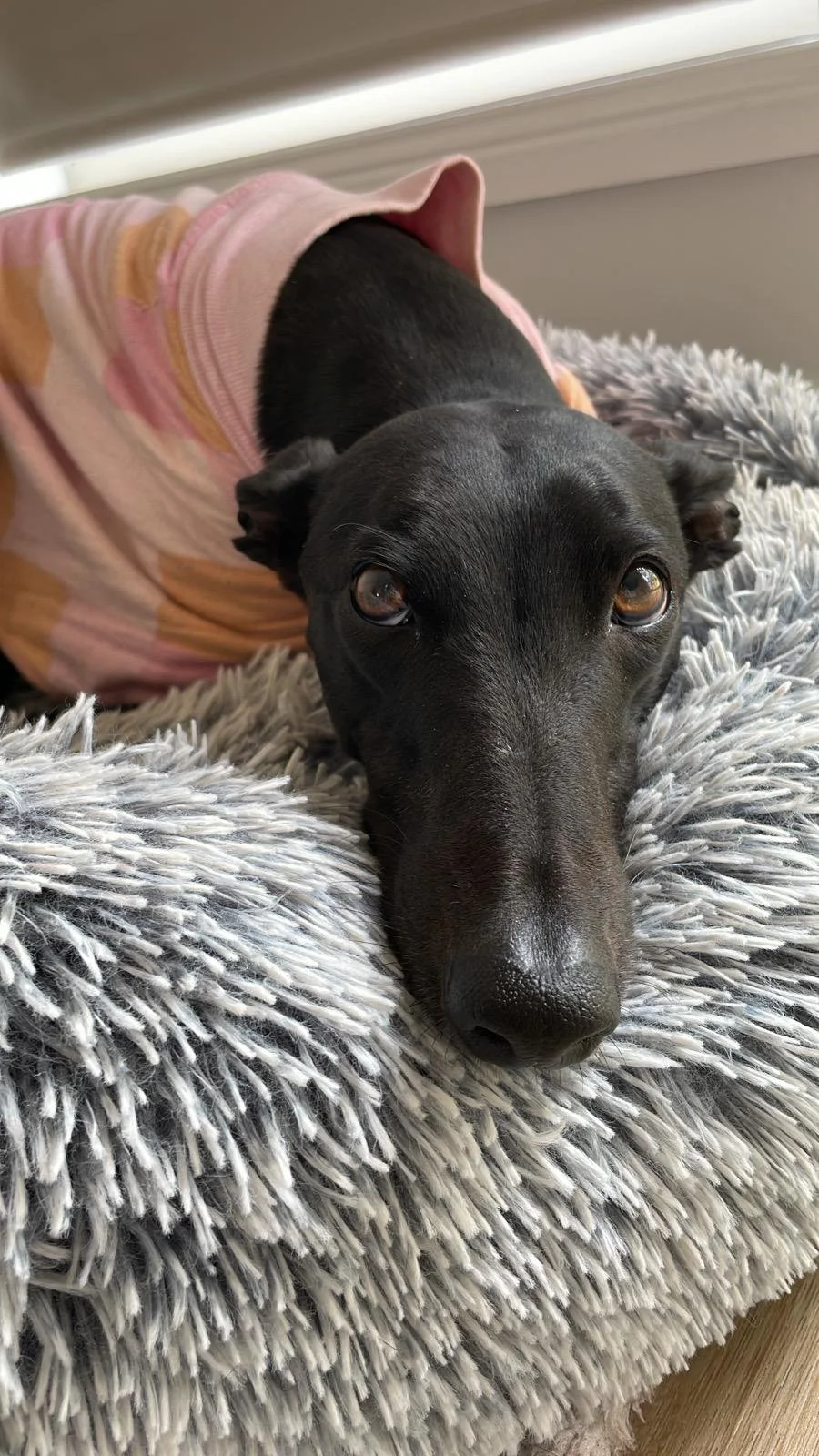 Stella’s Story