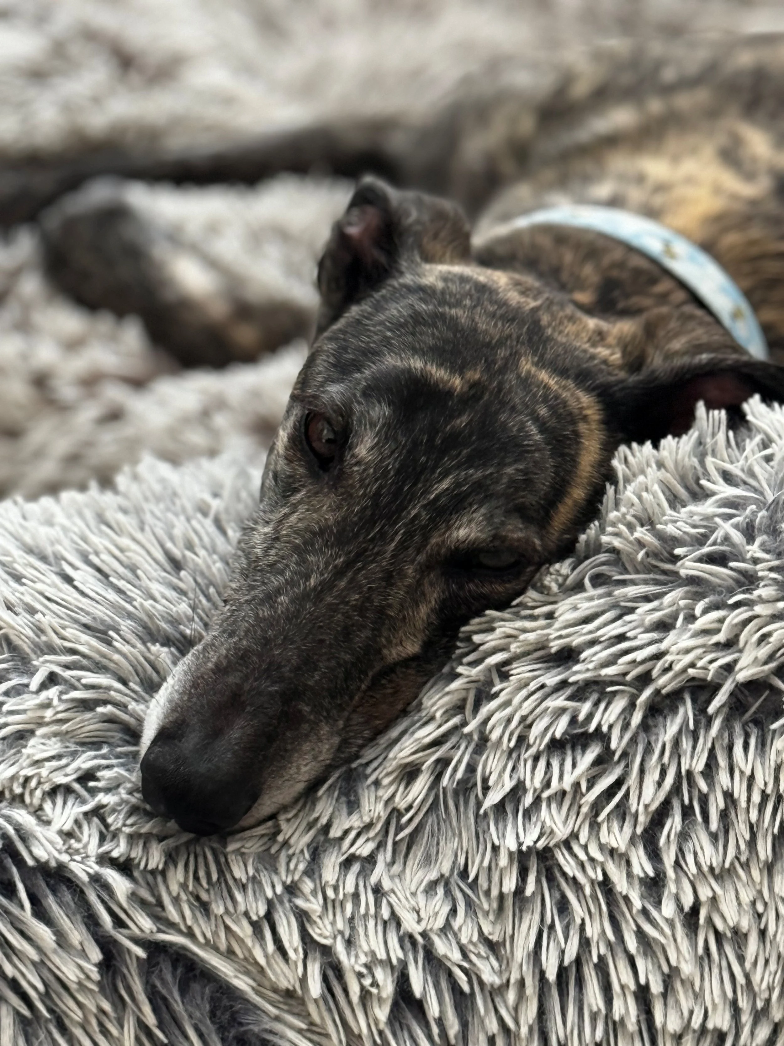 A brindle-colored dog with a blue collar lying and resting on a soft, shaggy gray blanket.