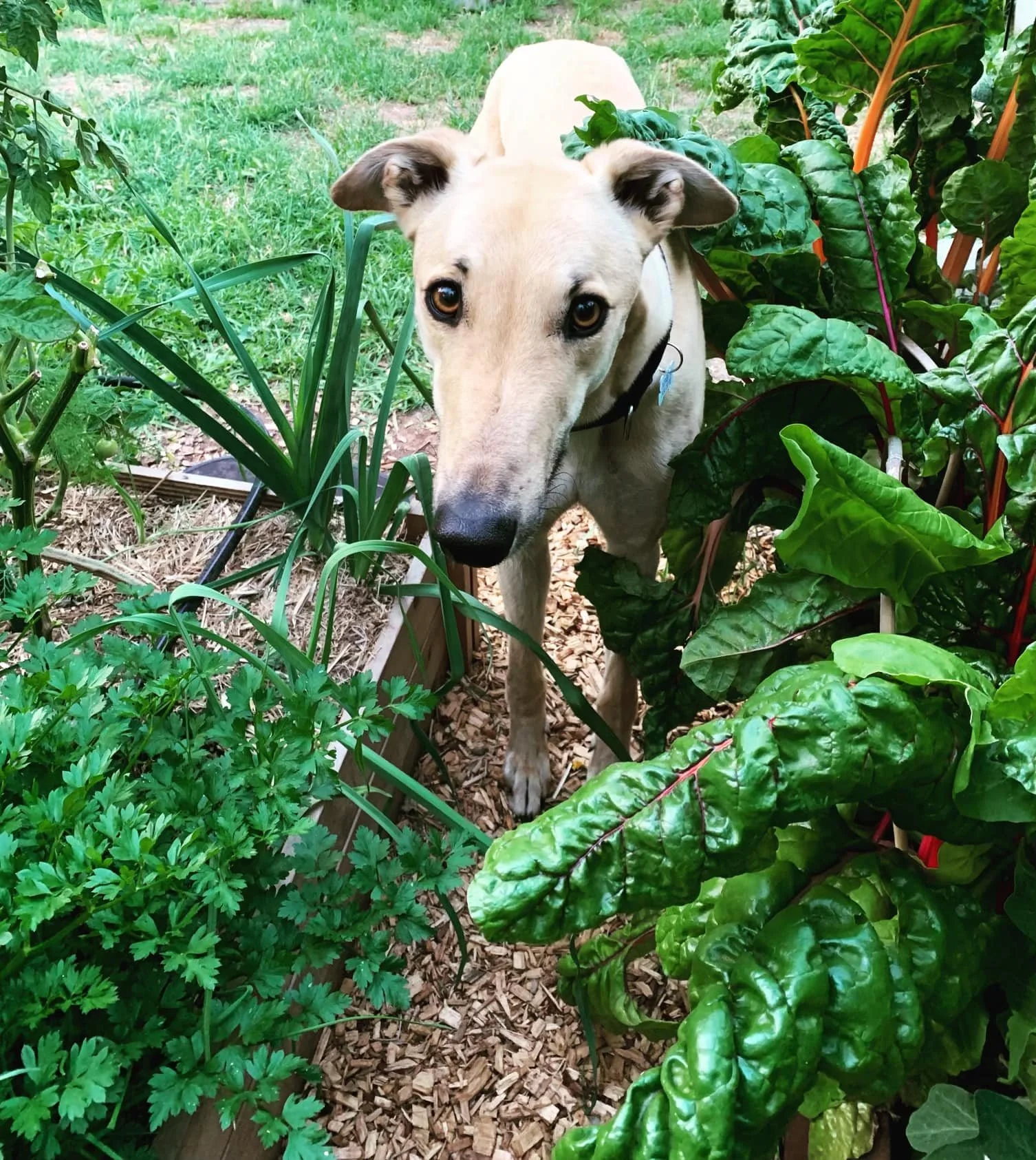 A light-colored dog standing among lush green plants in a garden.